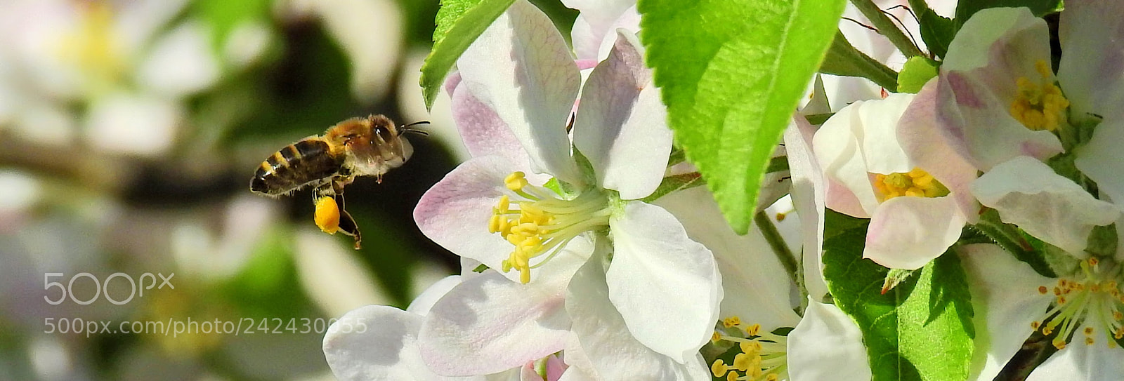 Nikon Coolpix P900 sample photo. Bee in the appletree photography