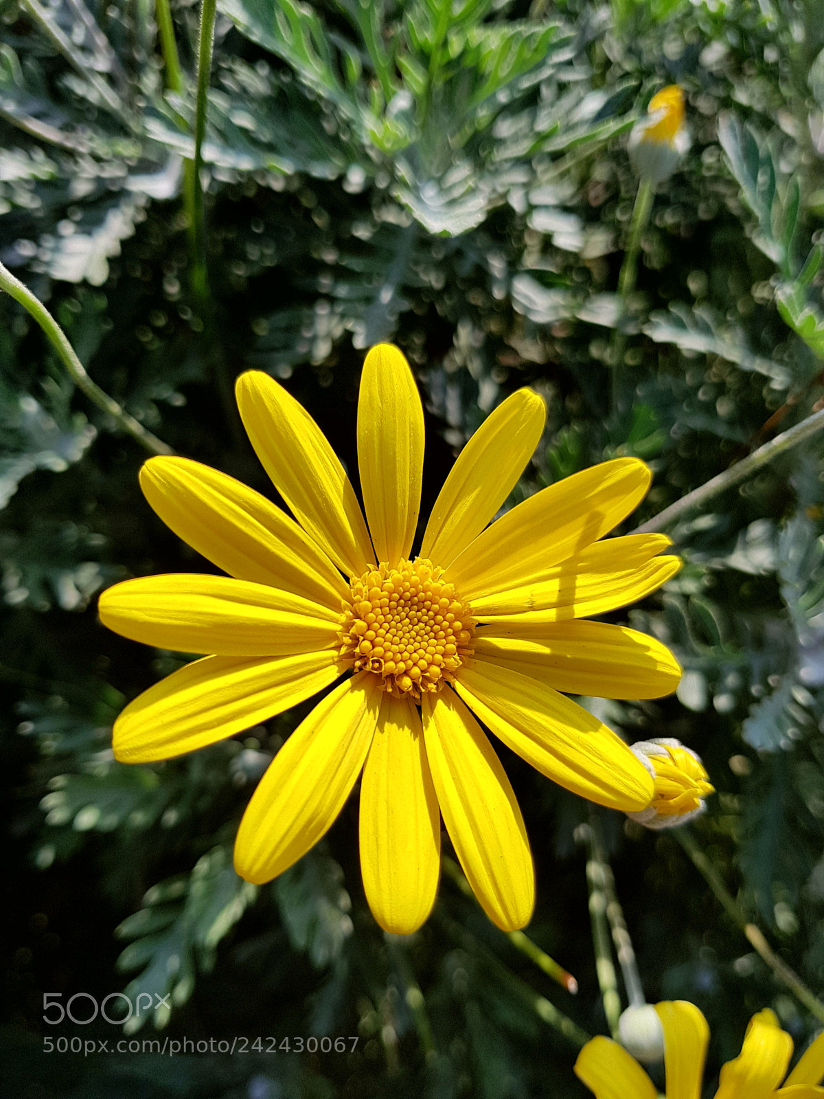 Samsung Galaxy S7 Edge sample photo. Untitled photography
