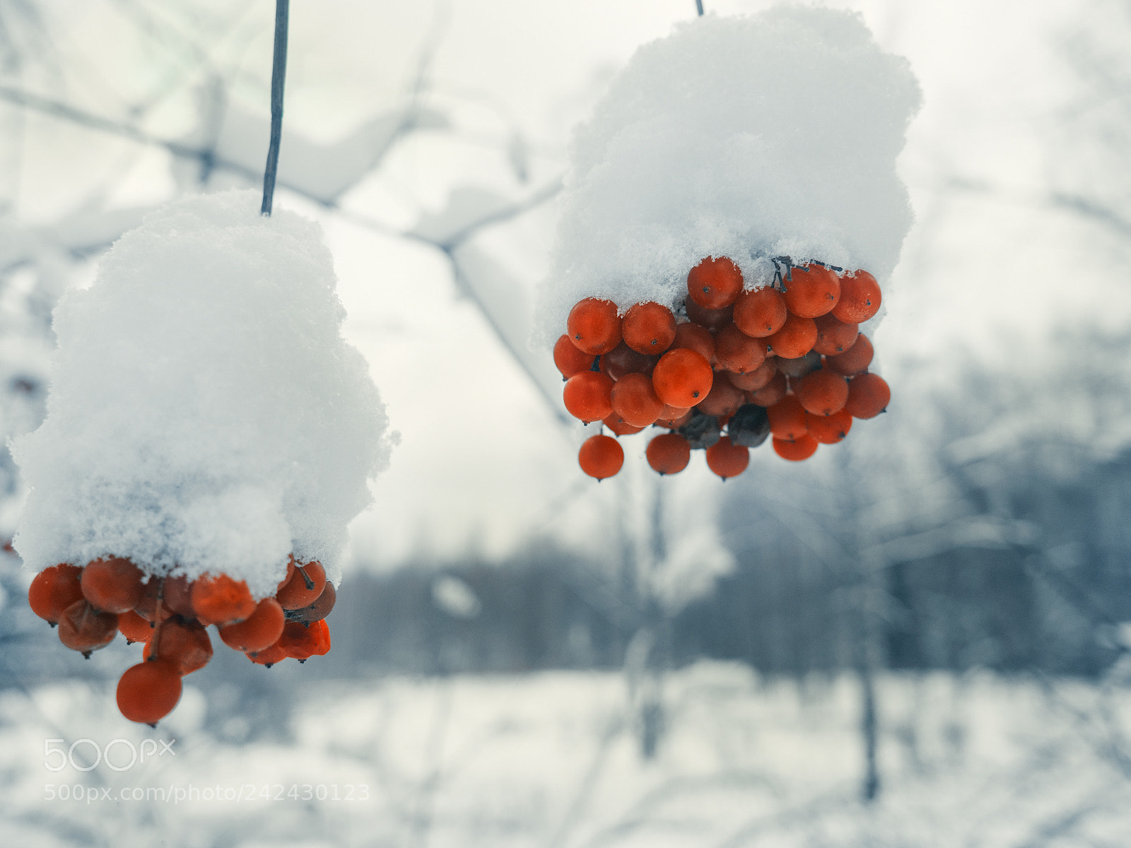 Olympus OM-D E-M5 II sample photo. Berry viburnum photography