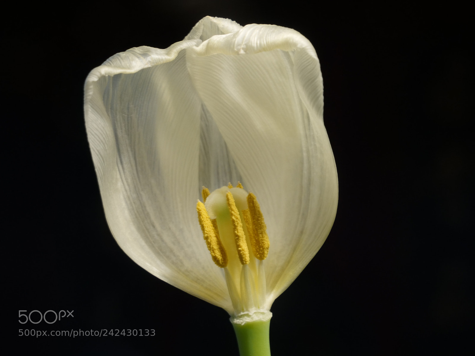 Panasonic Lumix DC-GH5 sample photo. Tulips repro site photography