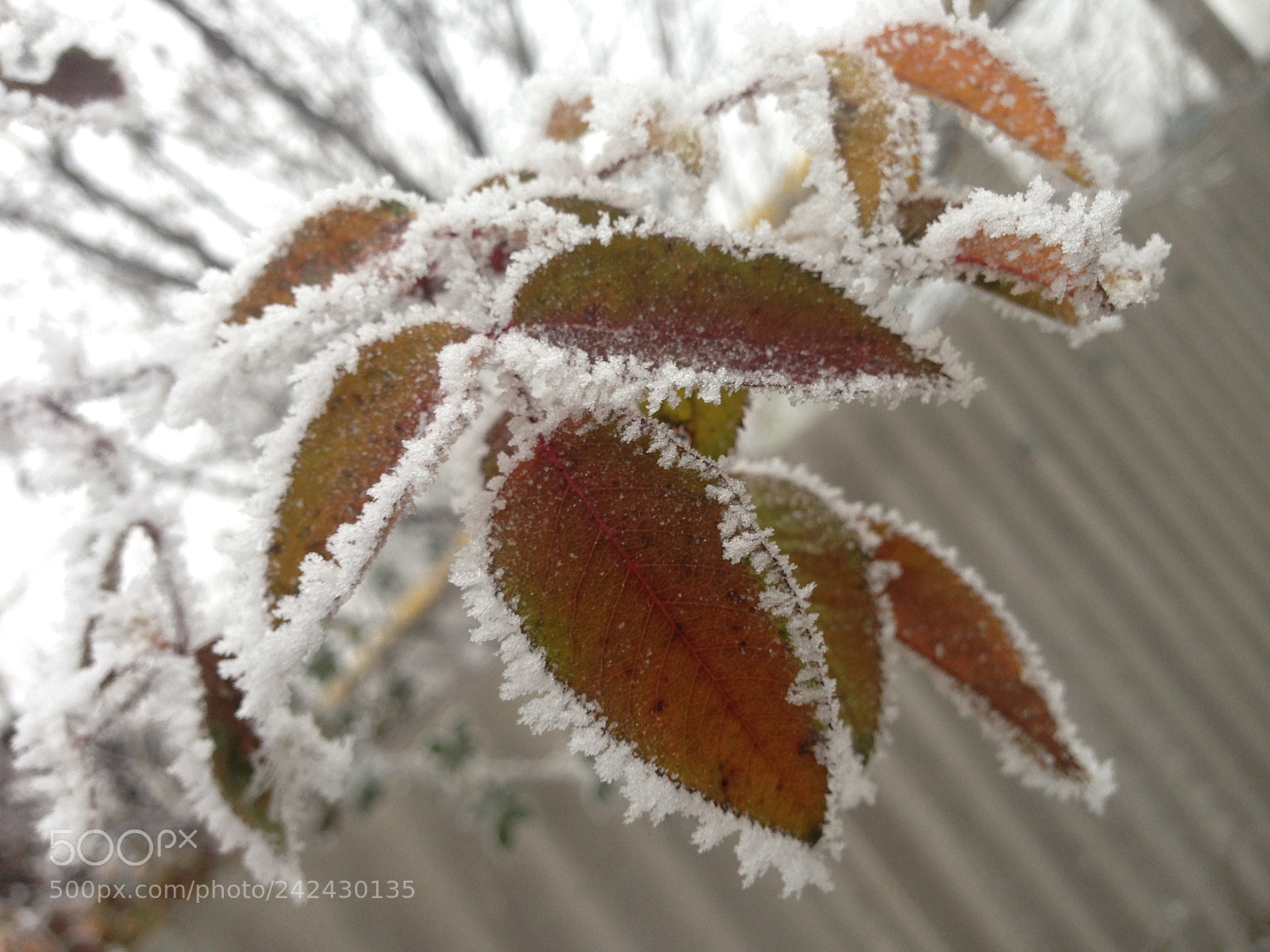 Apple iPhone 5 sample photo. Nature is so beautiful photography