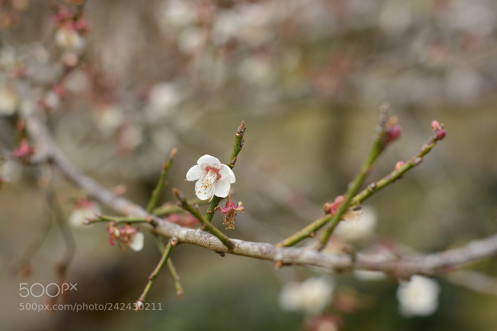 Nikon D7100 sample photo. Untitled photography