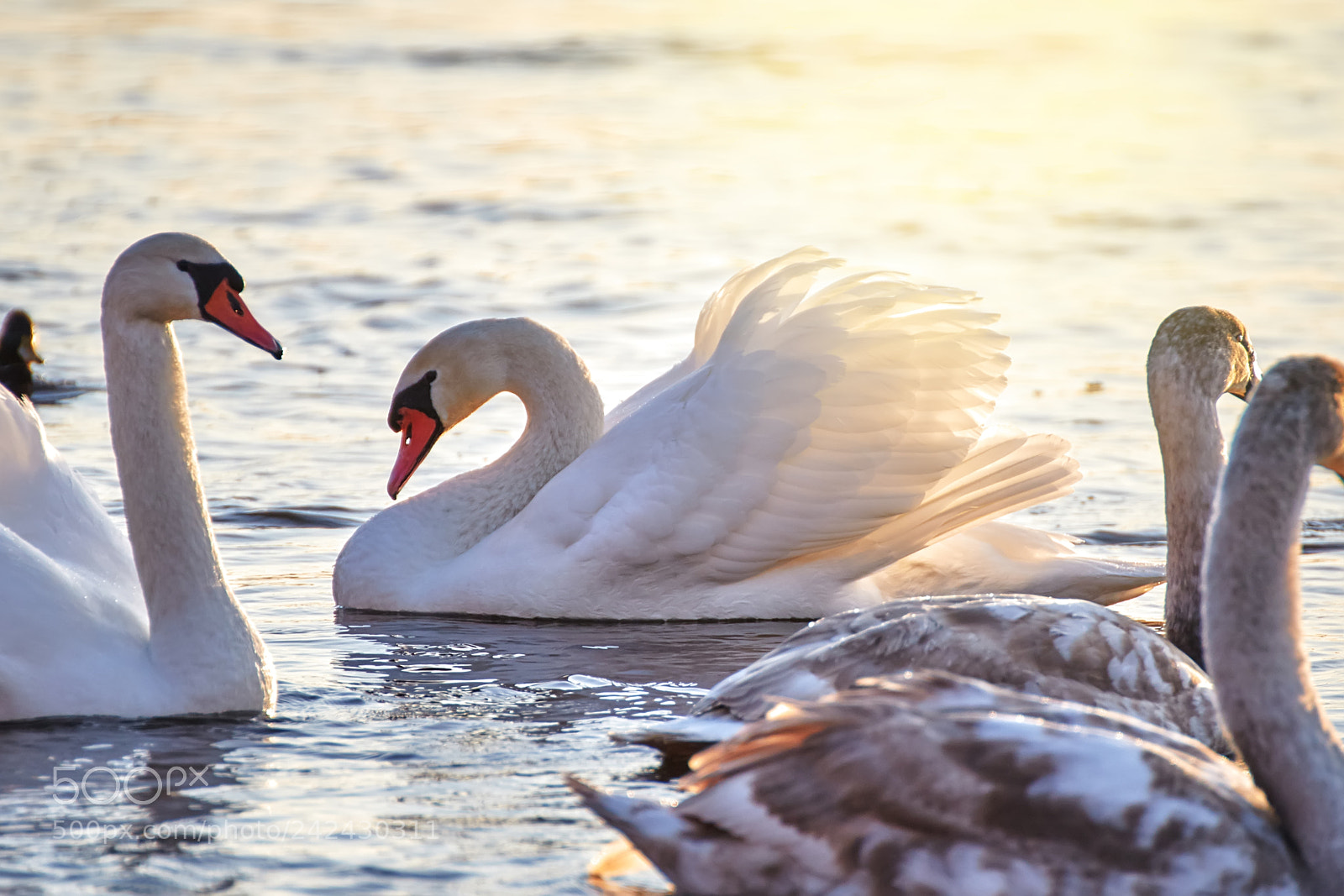 Canon EOS 7D Mark II sample photo. Beautiful white swans photography