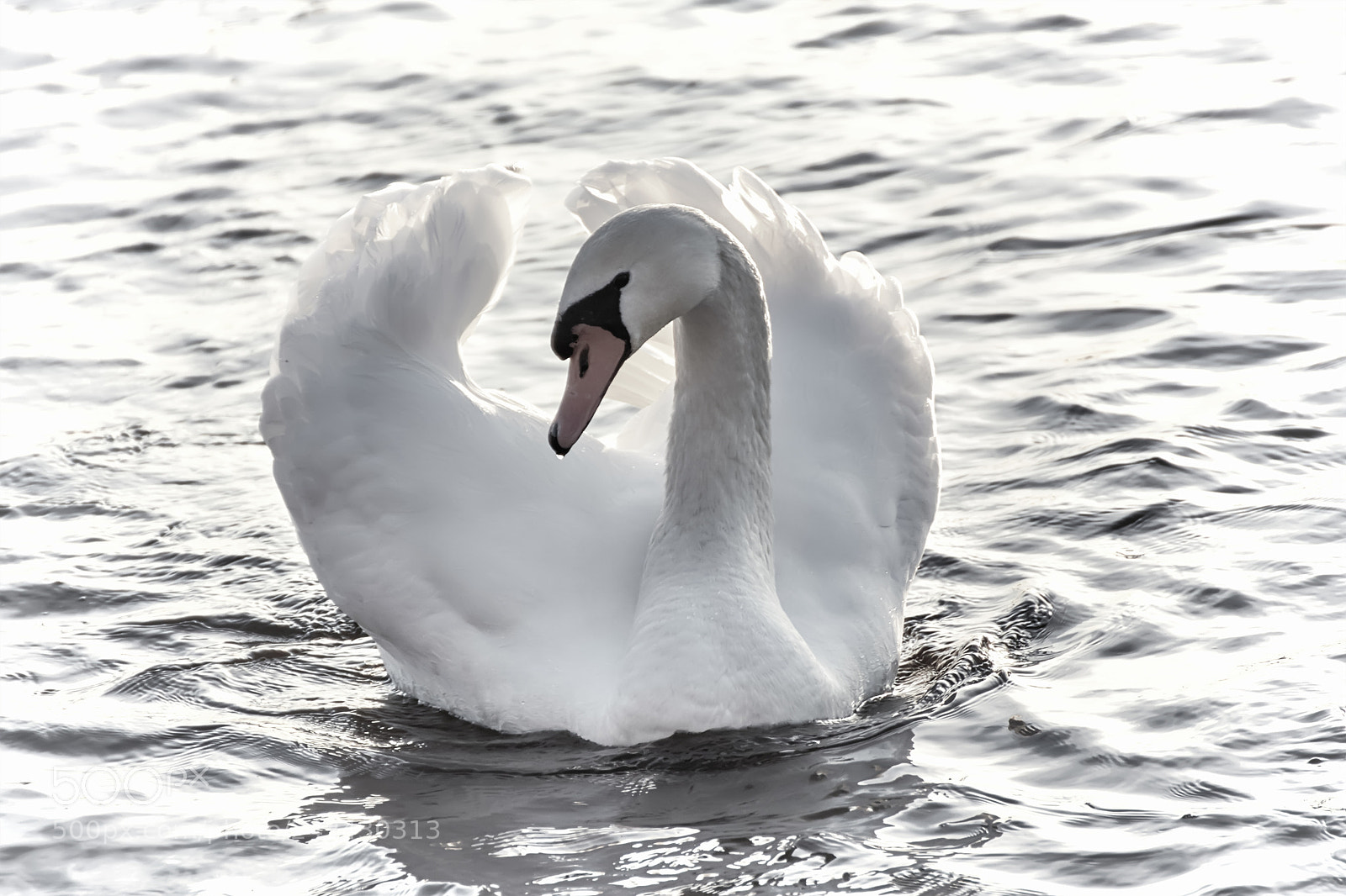 Canon EOS 7D Mark II sample photo. Beautiful white swans photography