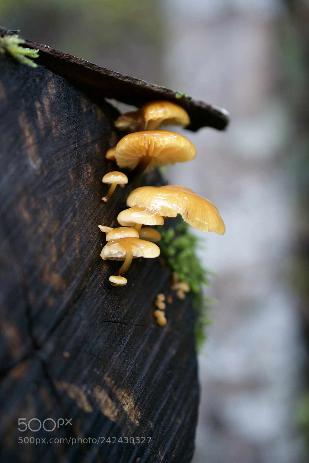 Nikon D3100 sample photo. Conditions doesn't matter, be photography