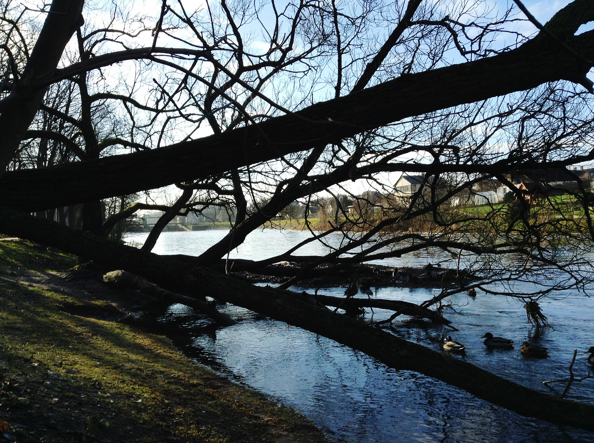 Apple iPad mini sample photo. Tree photography