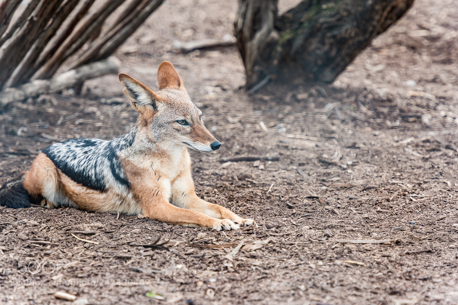 Nikon D810 sample photo. Jackal photography