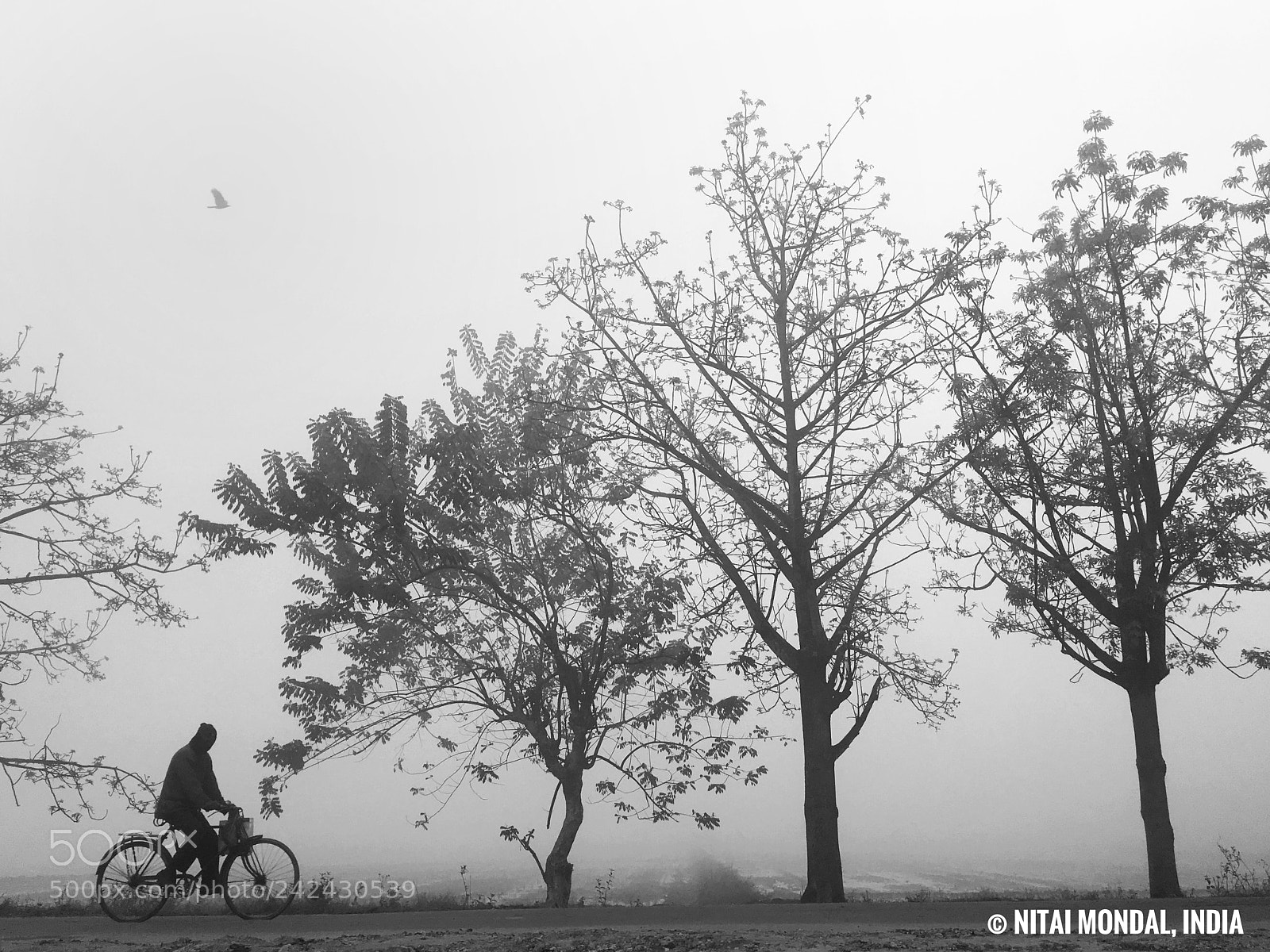 Apple iPhone SE sample photo. Fog is my weakness photography
