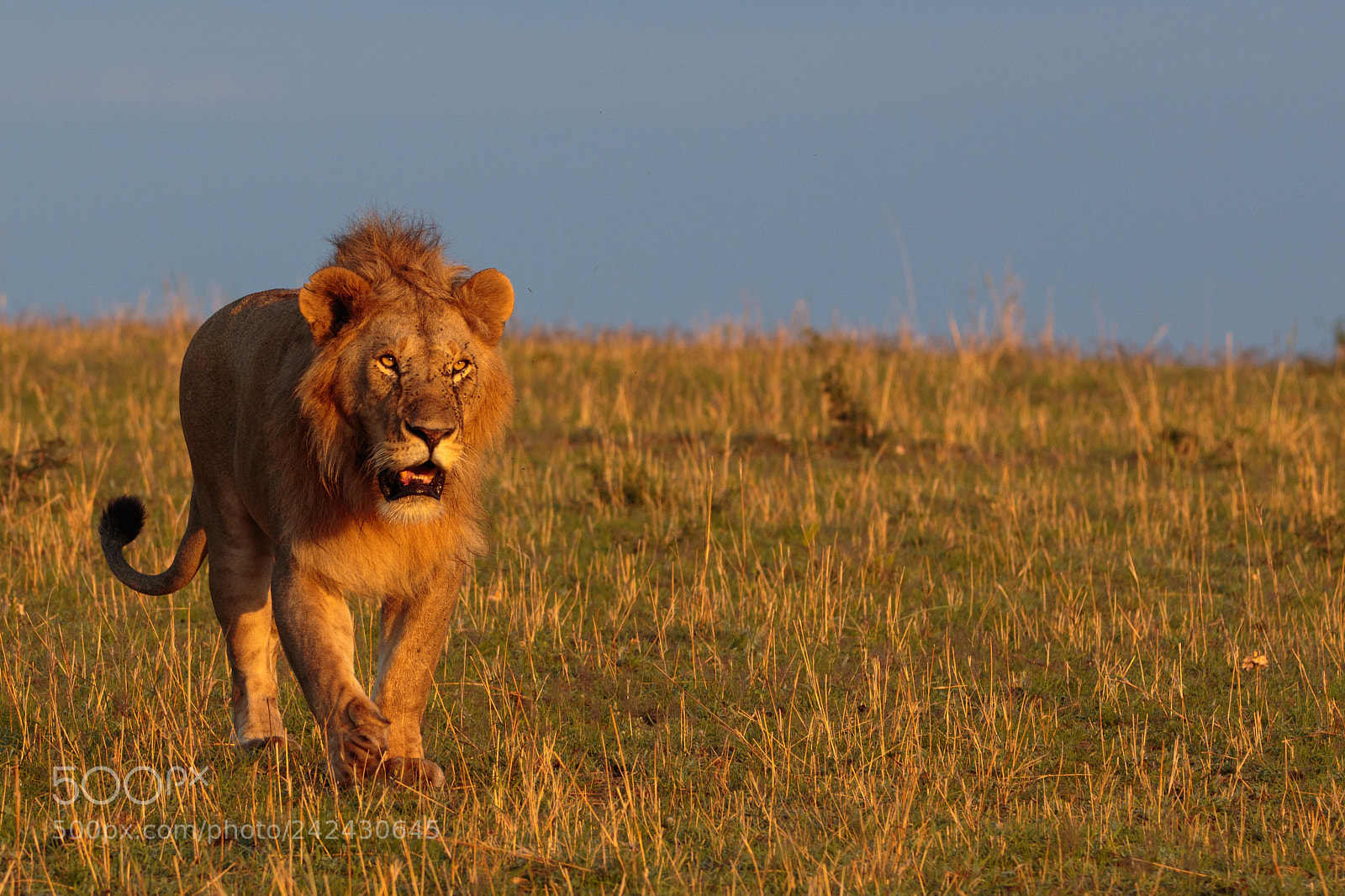 Canon EOS 7D Mark II sample photo. Tanzania - serengeti photography