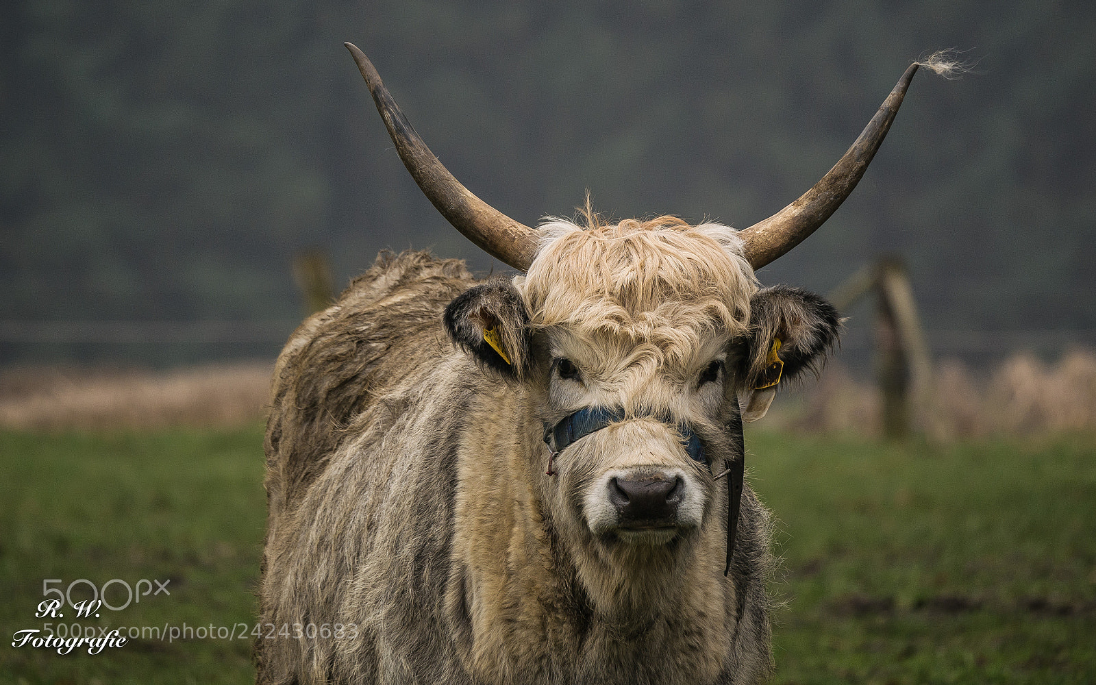 Panasonic DMC-G81 sample photo. Fester blick photography