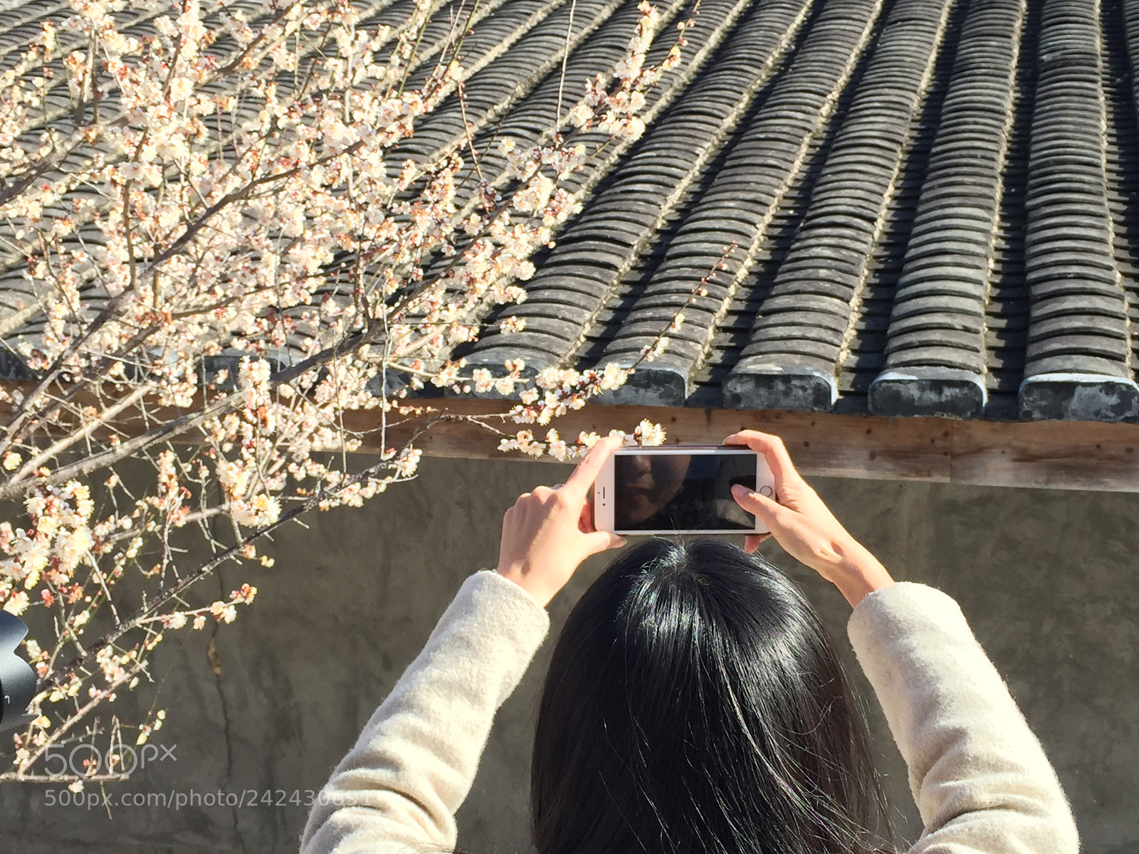 Apple iPhone 6 sample photo. 青梅花开 photography