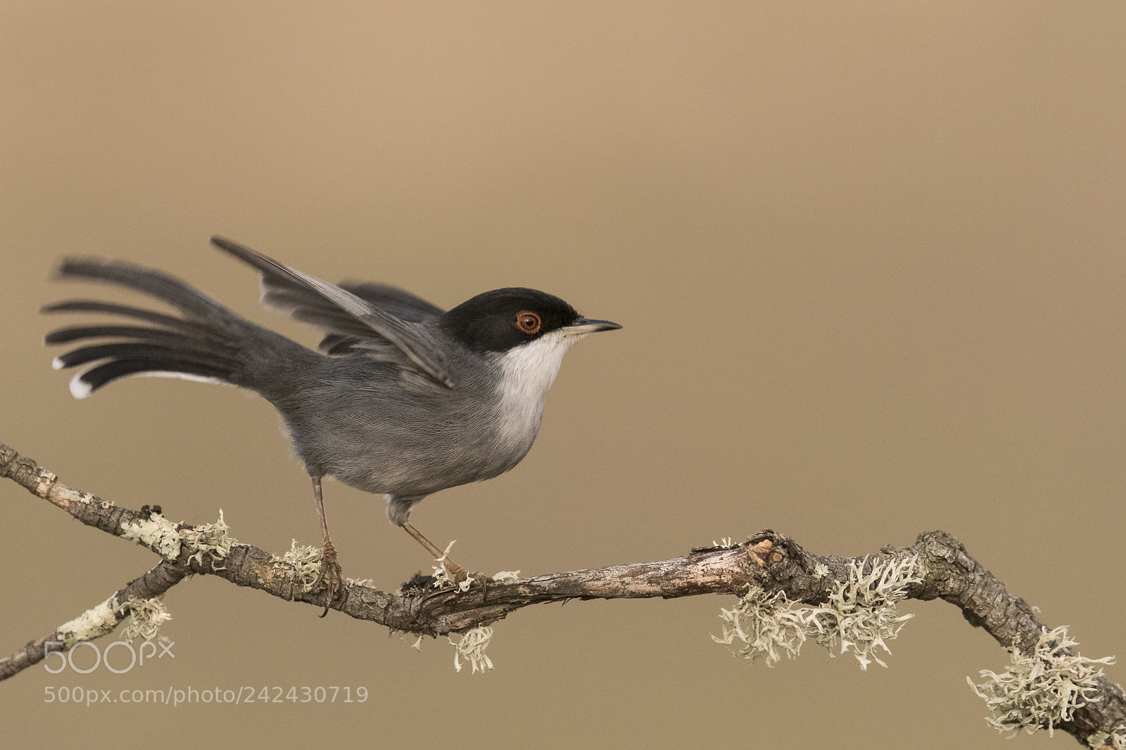 Nikon D500 sample photo. Sardinian warbler photography