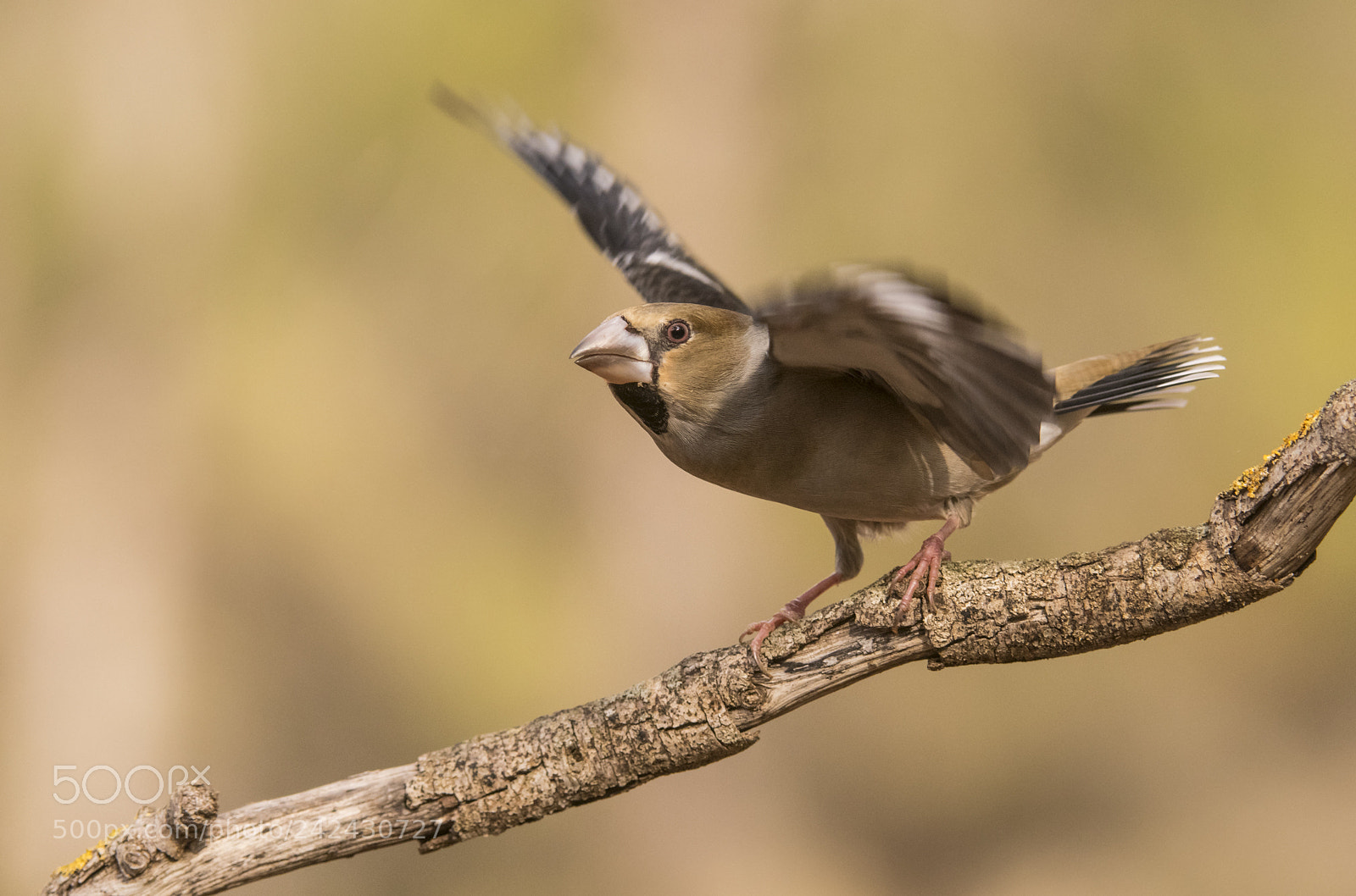 Nikon D500 sample photo. Hawfinch photography