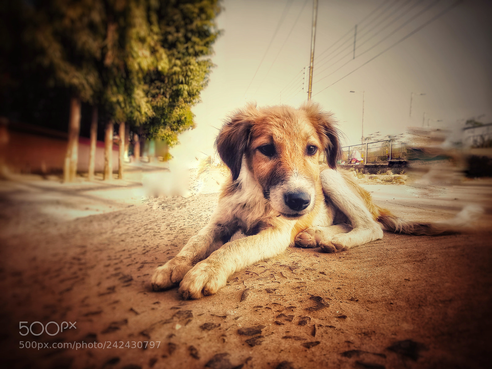Xiaomi Mi A1 sample photo. Innocent street dog photography
