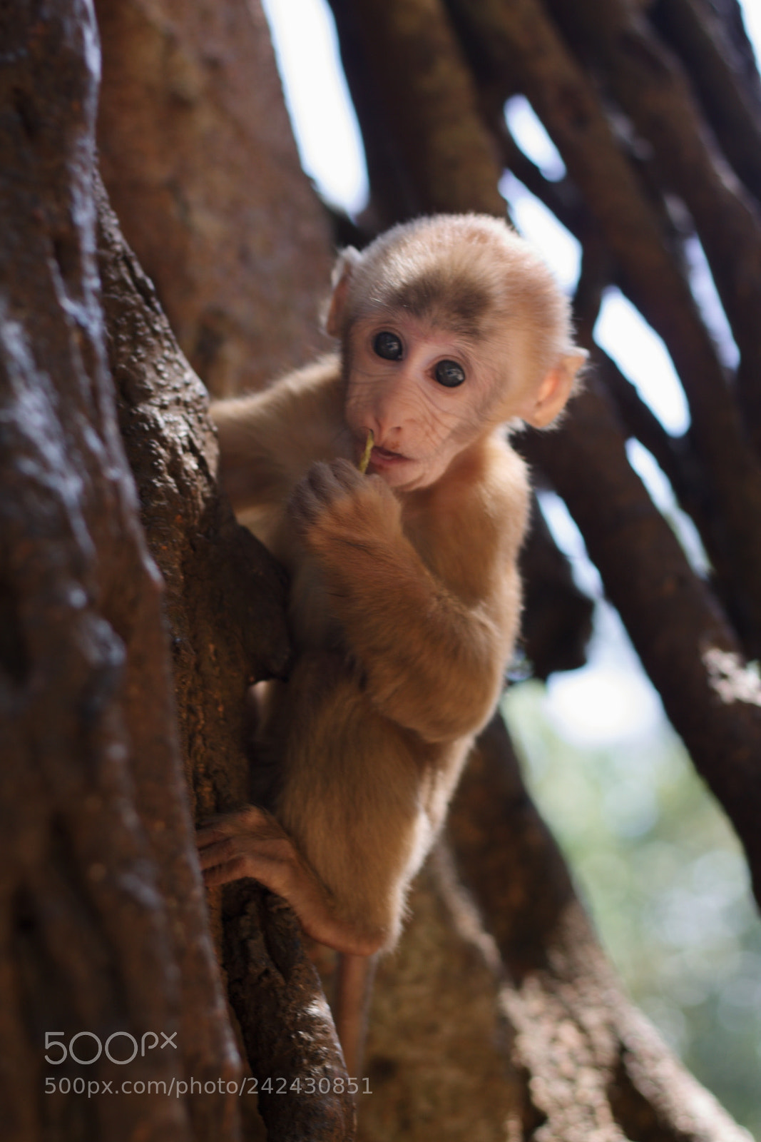 Canon EOS 1100D (EOS Rebel T3 / EOS Kiss X50) sample photo. Monkey cave photography