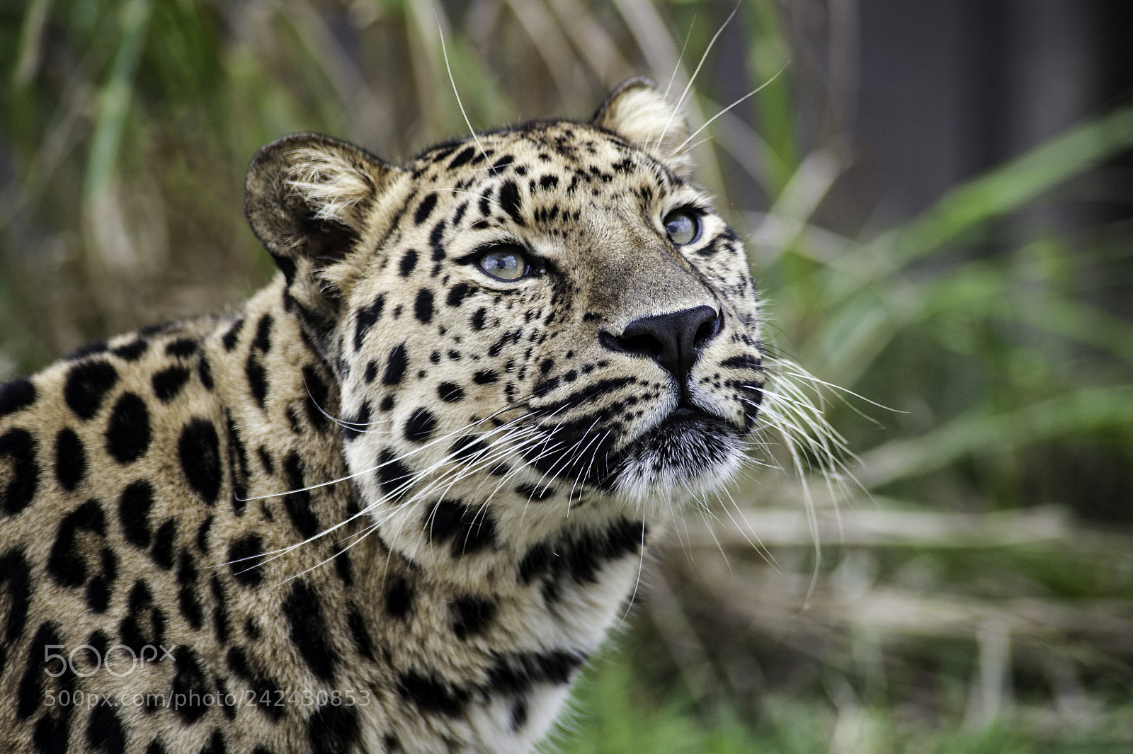 Nikon D700 sample photo. Leopard series photography