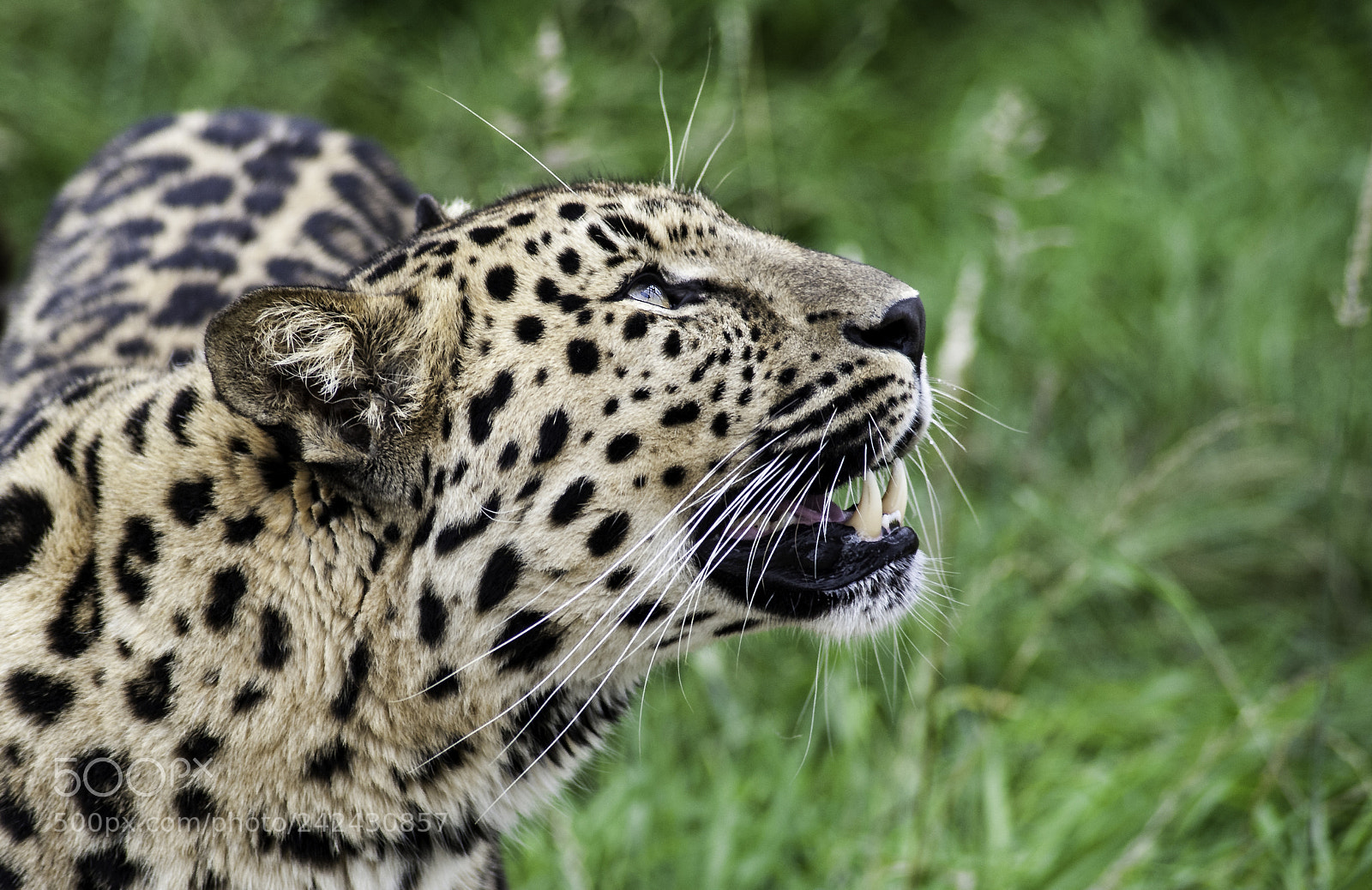 Nikon D700 sample photo. Leopard series photography