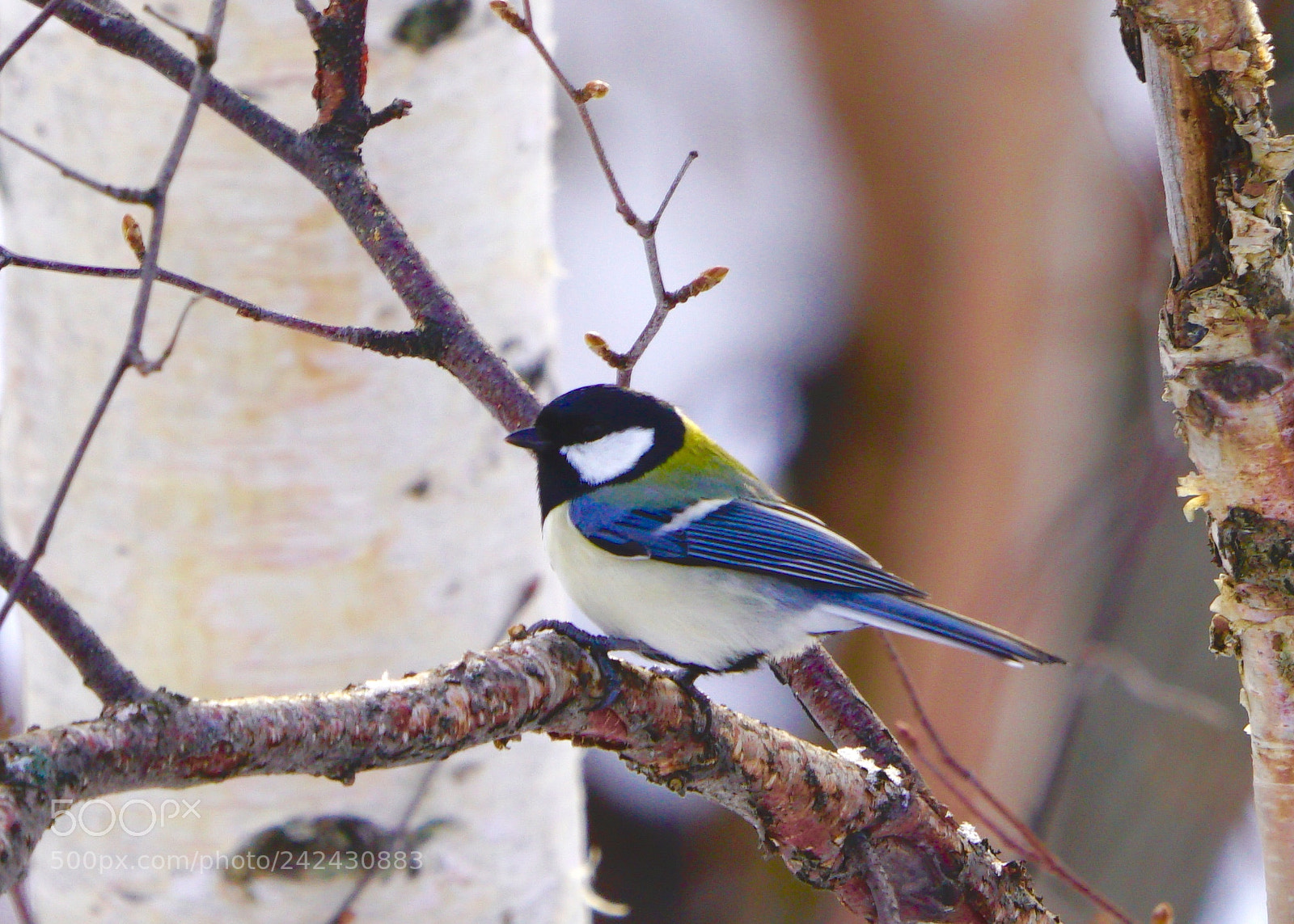 Sony a99 II sample photo. Colorful tit photography