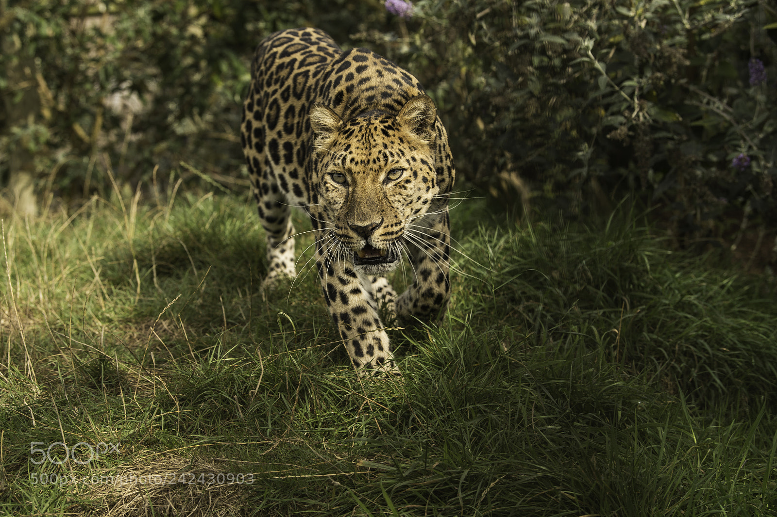 Nikon D5 sample photo. Leopard series photography