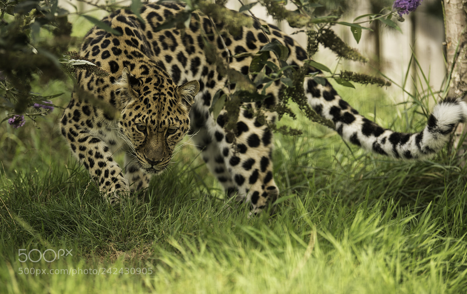 Nikon D5 sample photo. Leopard series photography