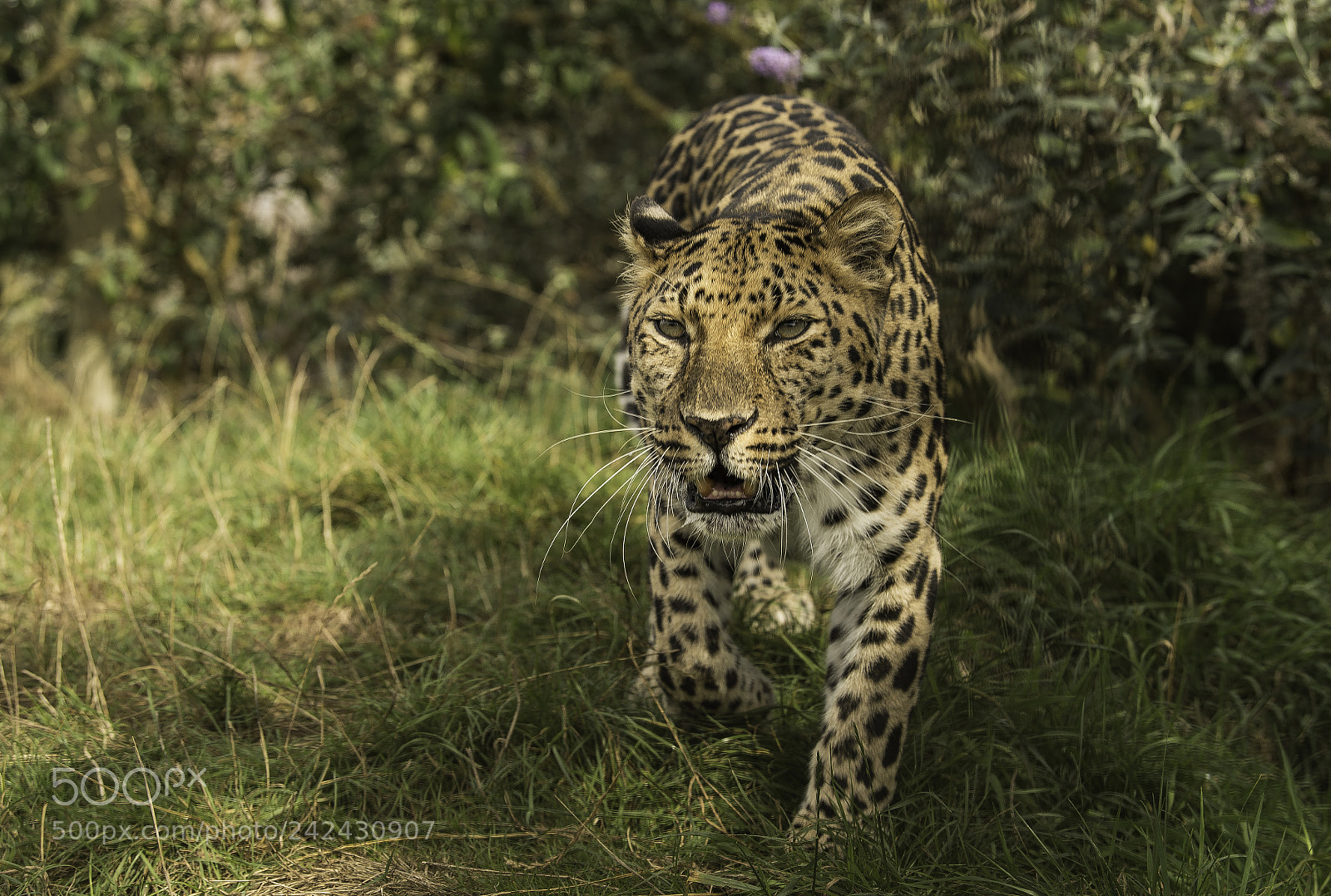 Nikon D5 sample photo. Leopard series photography