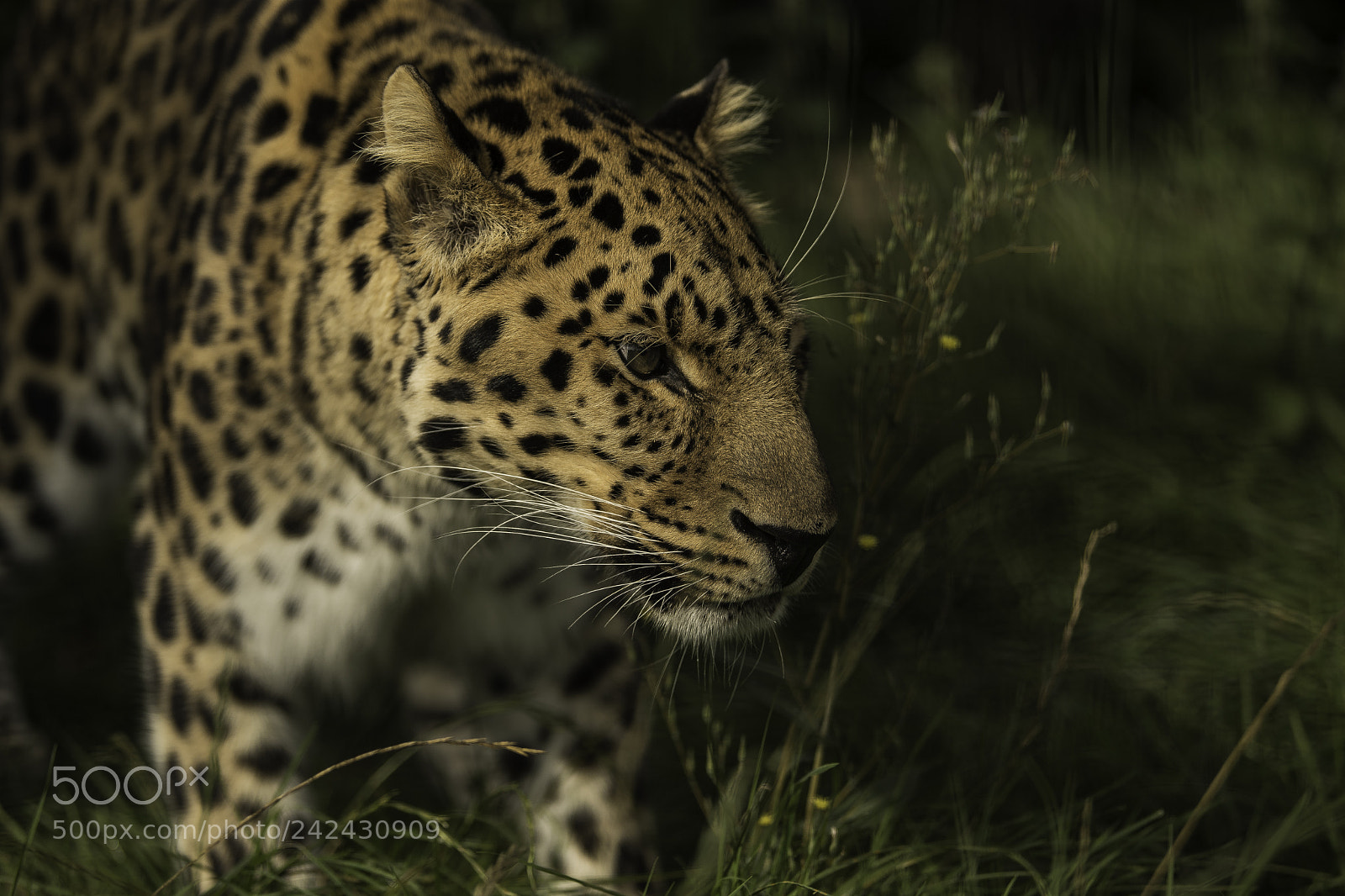 Nikon D5 sample photo. Leopard series photography