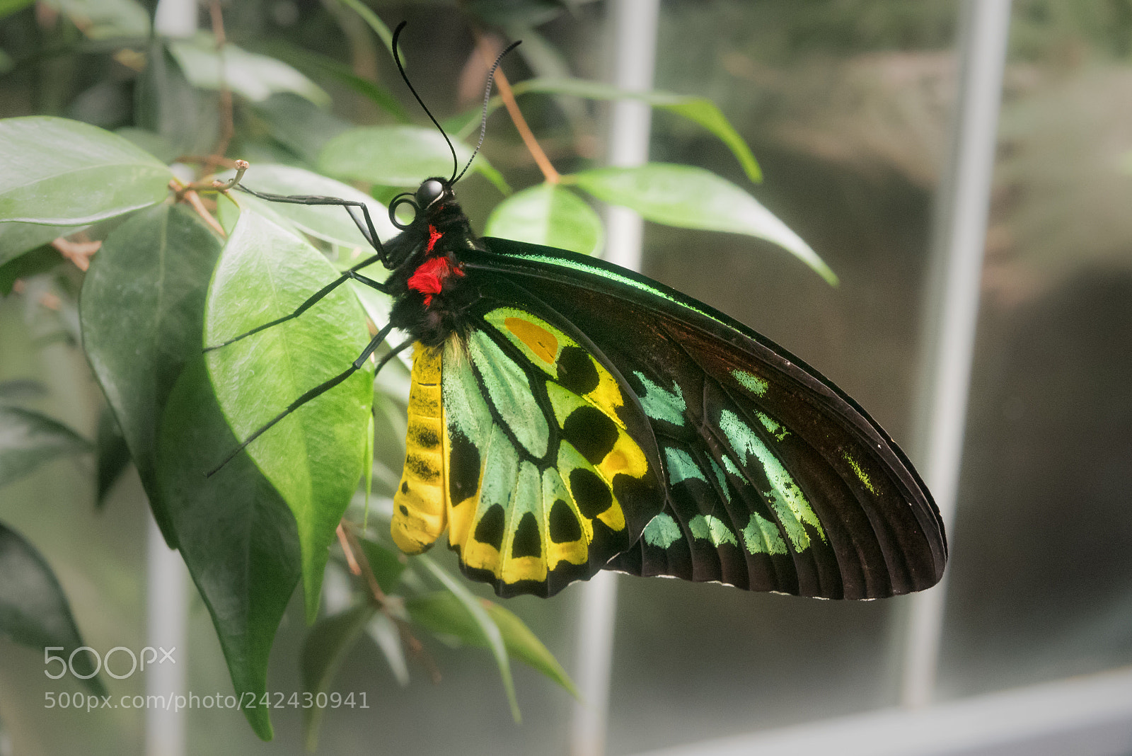 Panasonic Lumix DMC-GX85 (Lumix DMC-GX80 / Lumix DMC-GX7 Mark II) sample photo. Butterfly photography