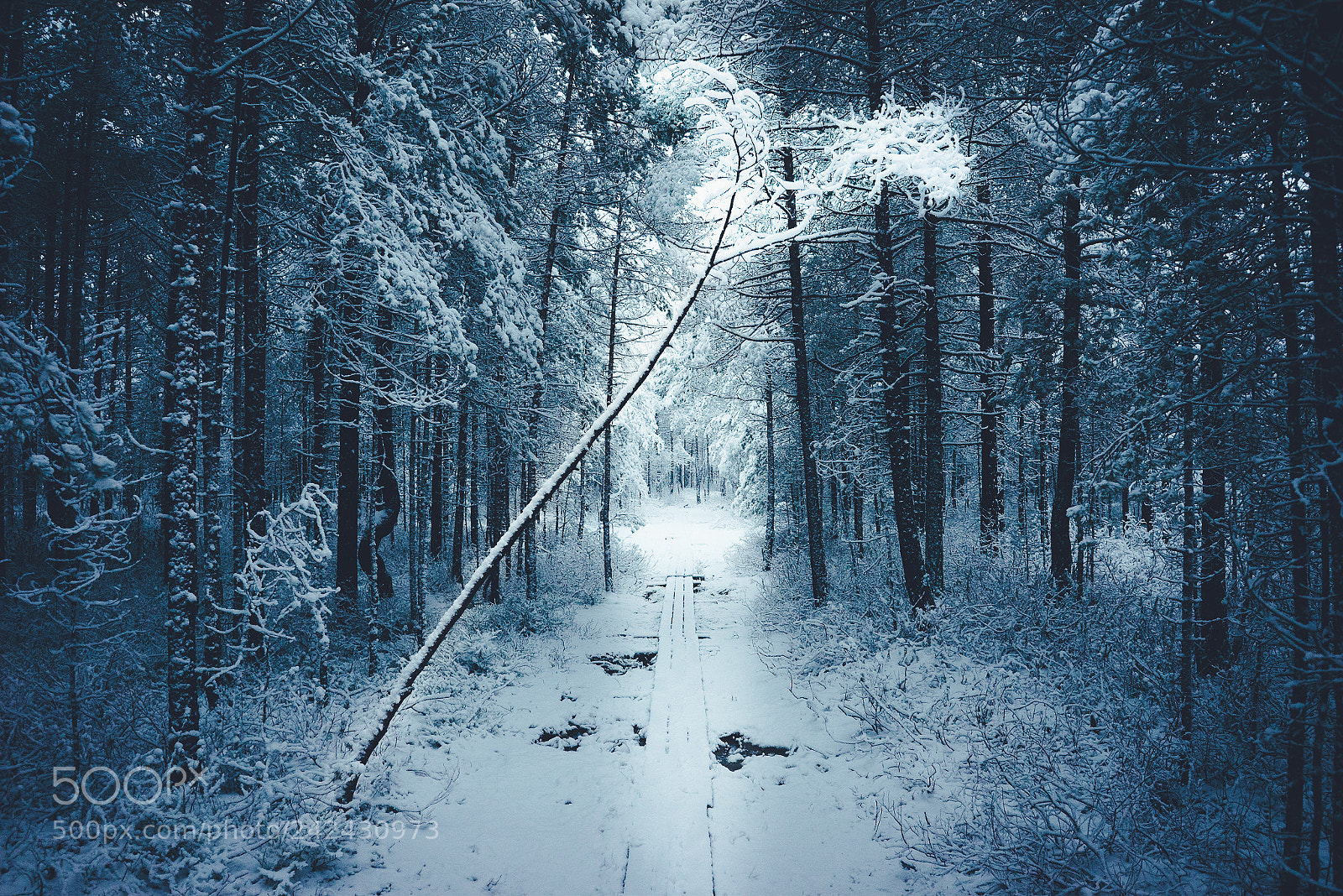 Sony a7R sample photo. Forest walks photography