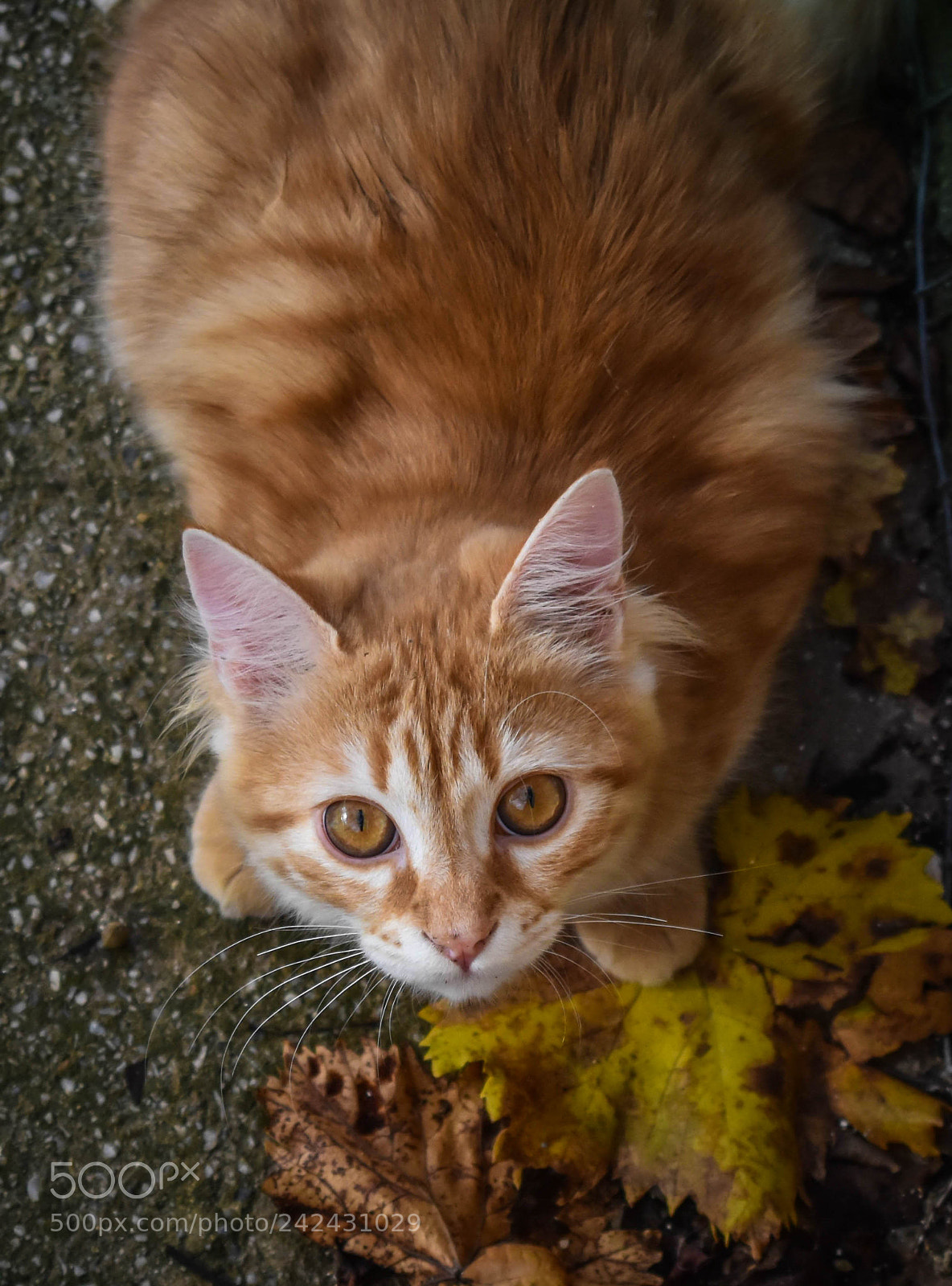 Nikon D3400 sample photo. Garen photography
