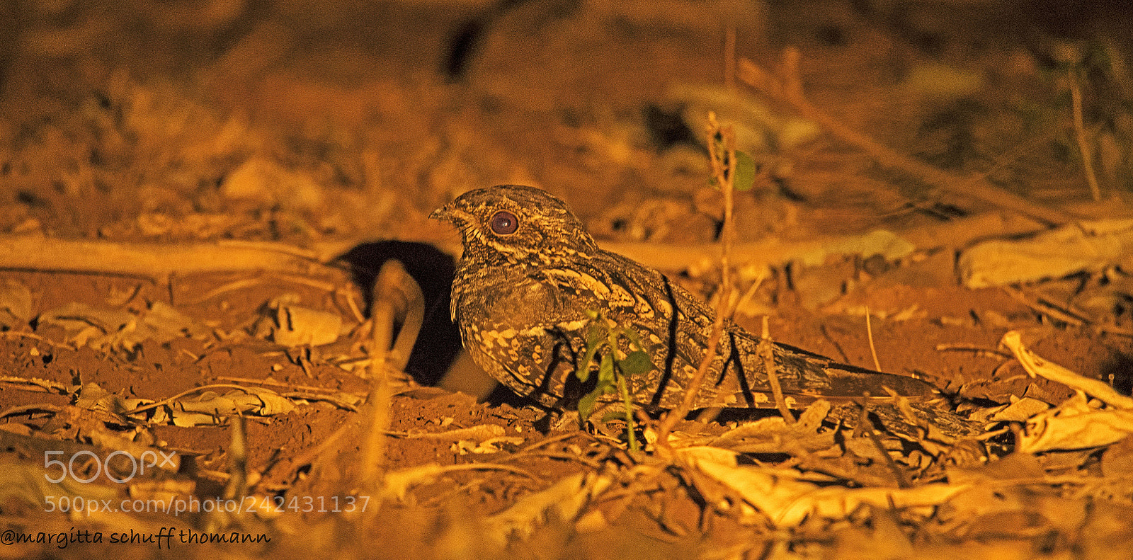 Canon EOS-1D X Mark II sample photo. Nightjar, taken at night photography