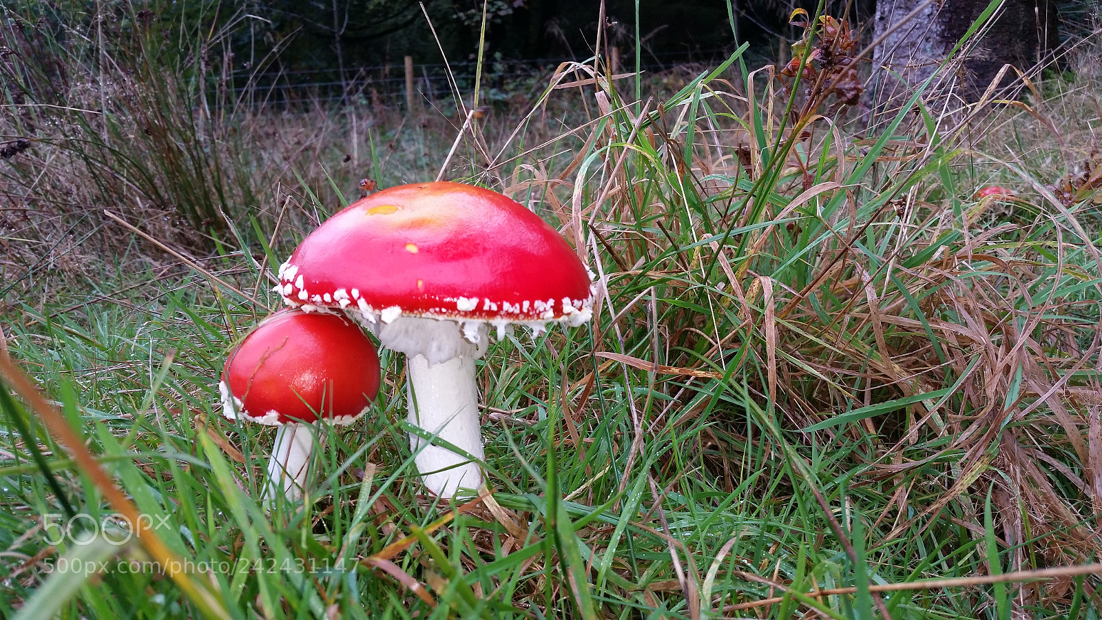 Samsung Galaxy S5 sample photo. Toadstool photography