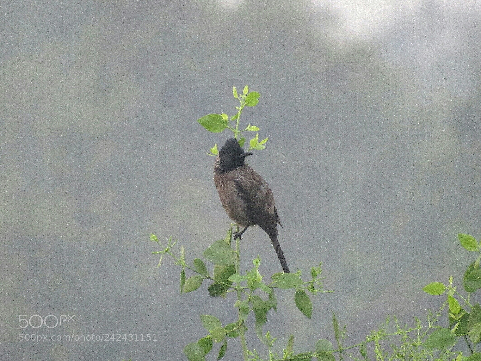 Canon PowerShot SX520 HS sample photo. Bulbul photography