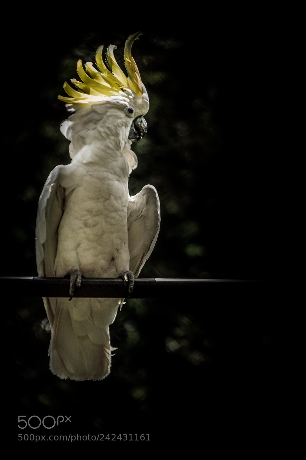 Nikon D5000 sample photo. The king photography