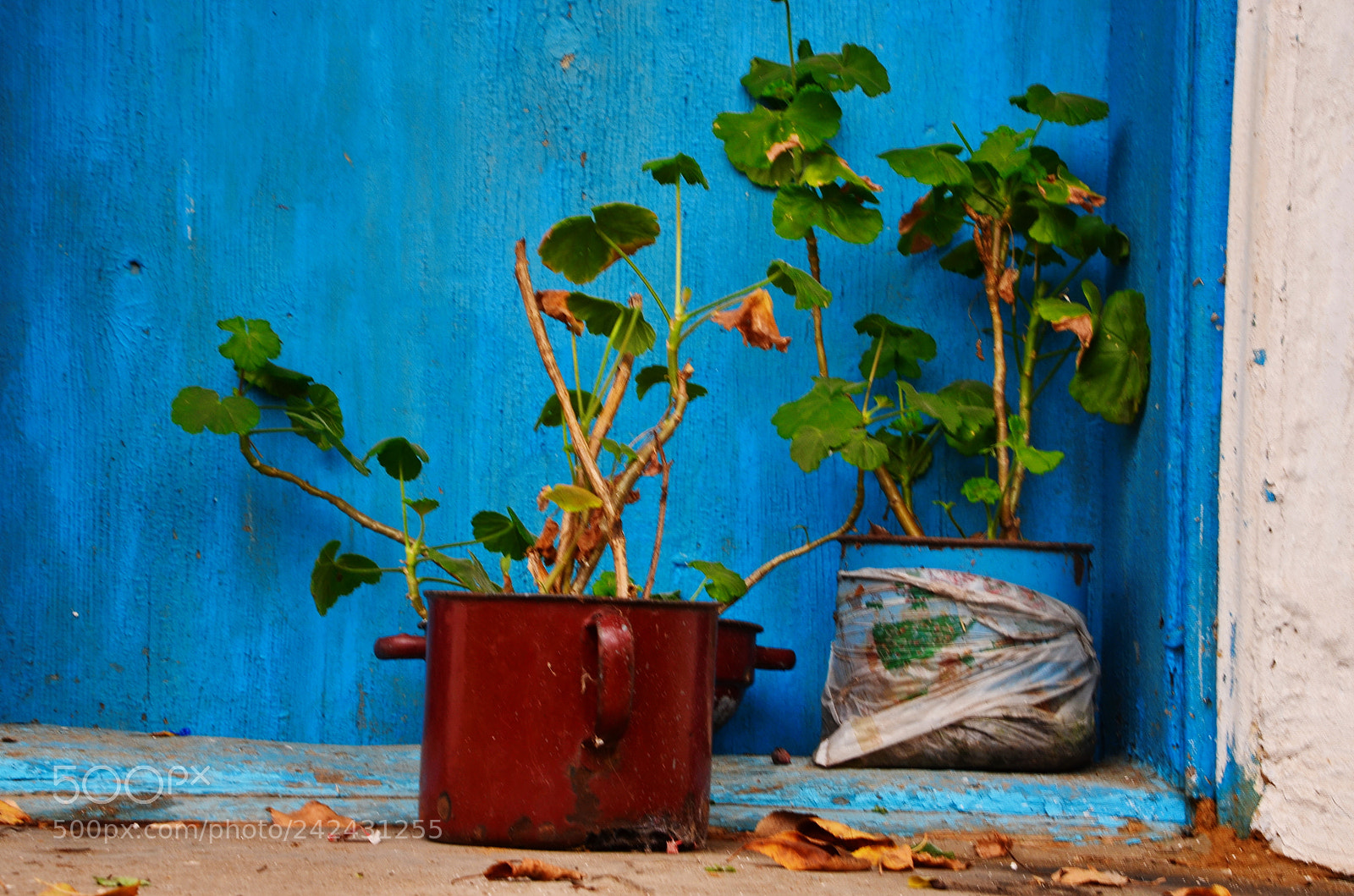 Nikon D5100 sample photo. Flowers on blue background photography