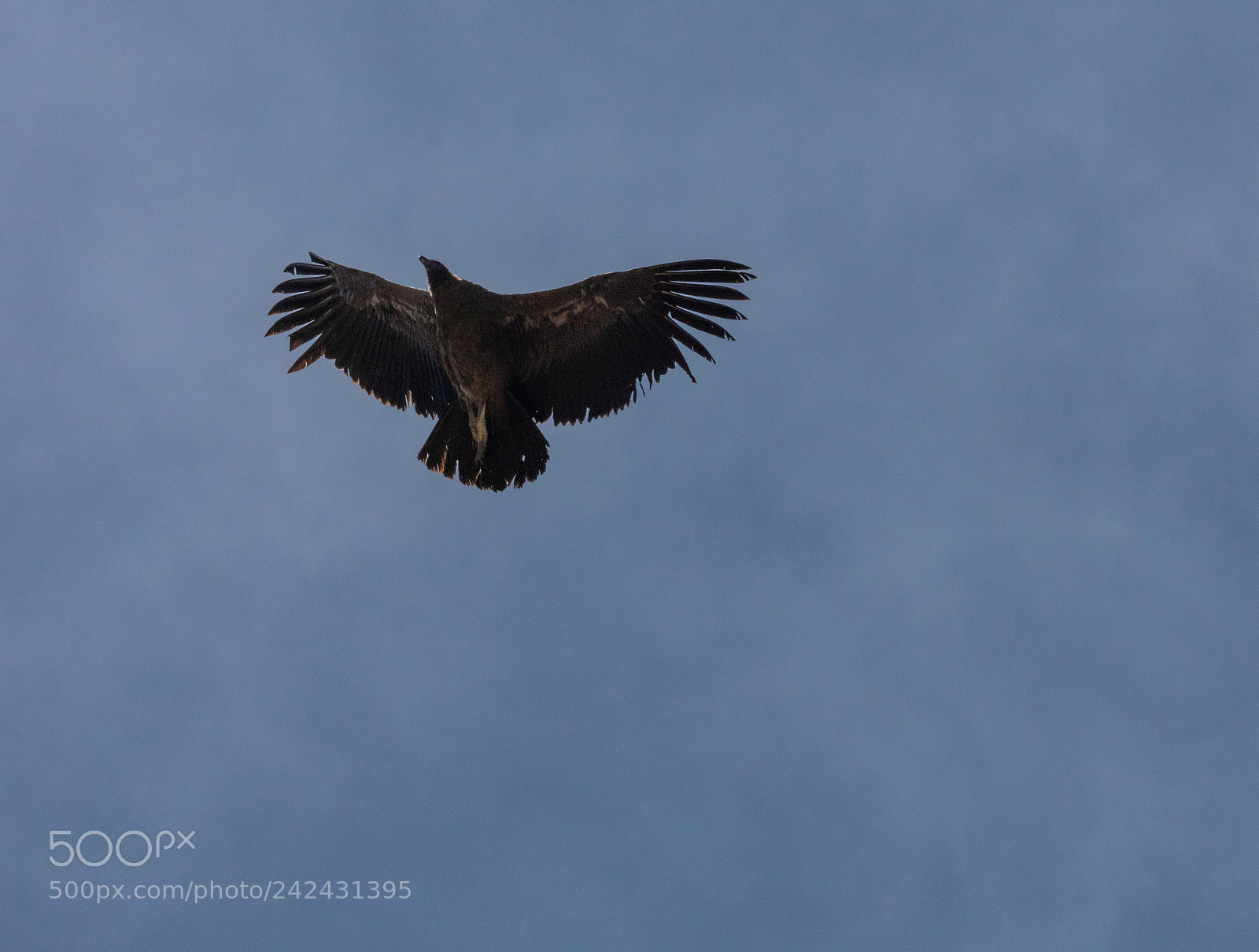 Canon EOS 5DS R sample photo. Condor flying  in peru photography