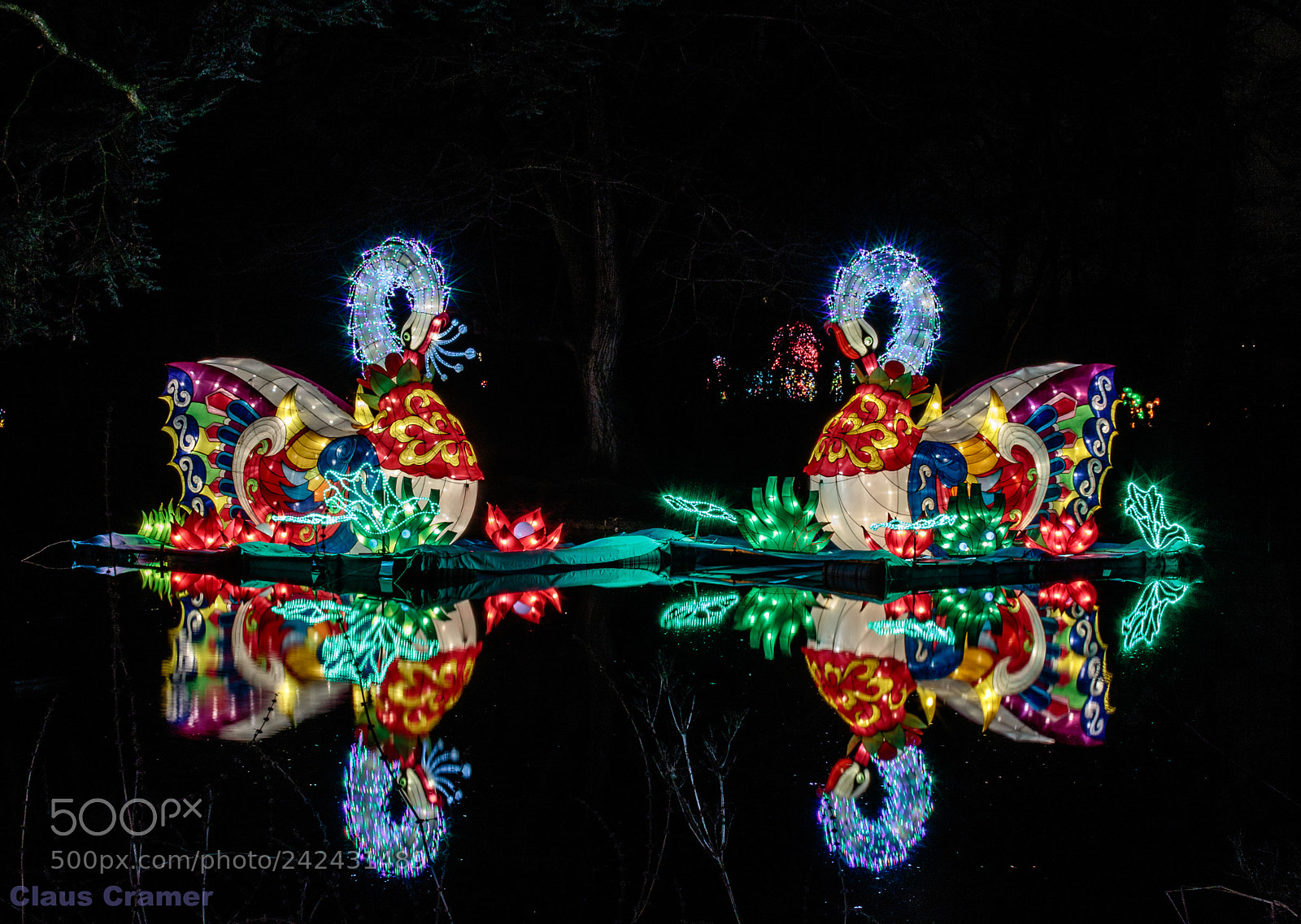 Canon EOS 7D Mark II sample photo. Light-swan photography