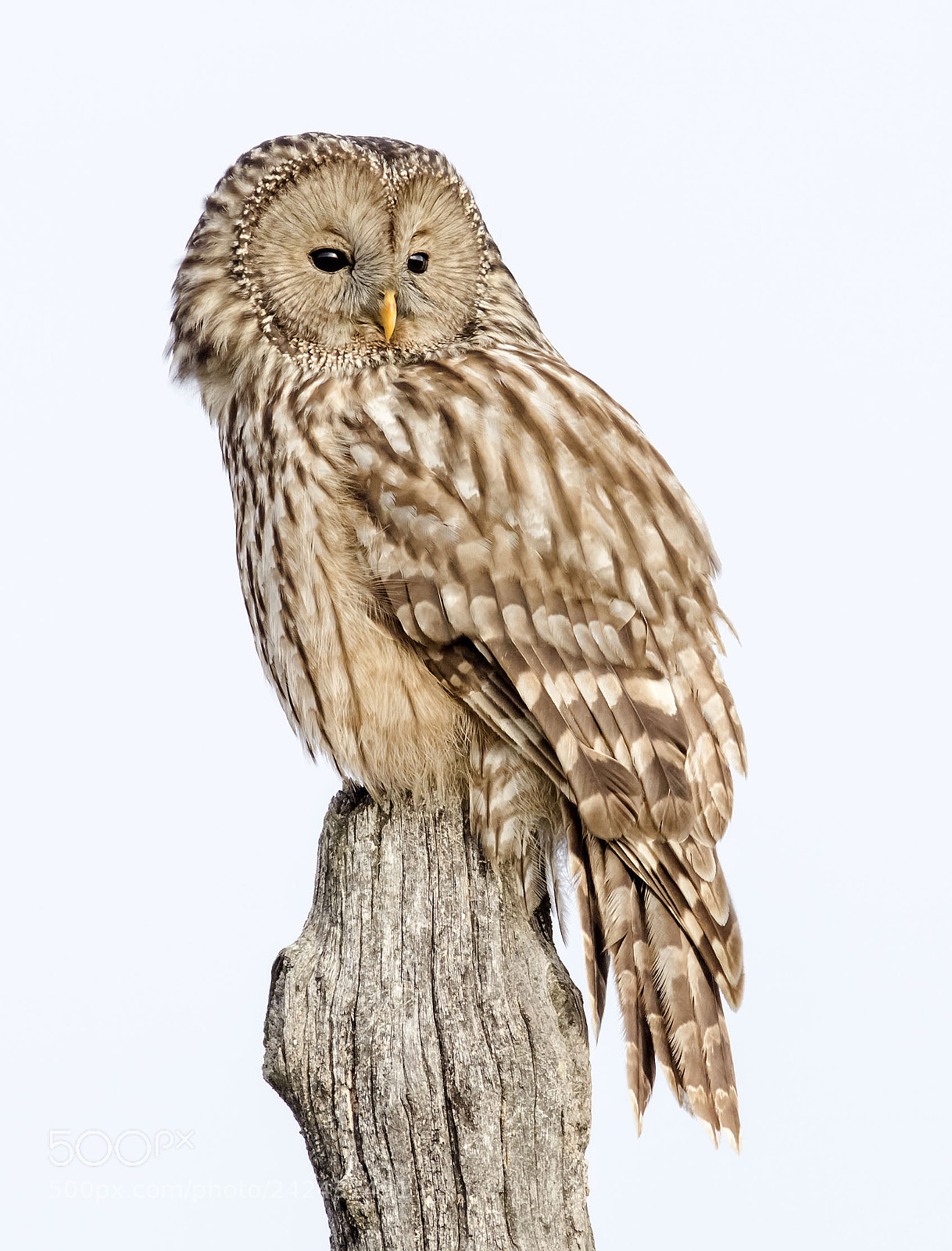 Olympus E-5 sample photo. Strix uralensis photography