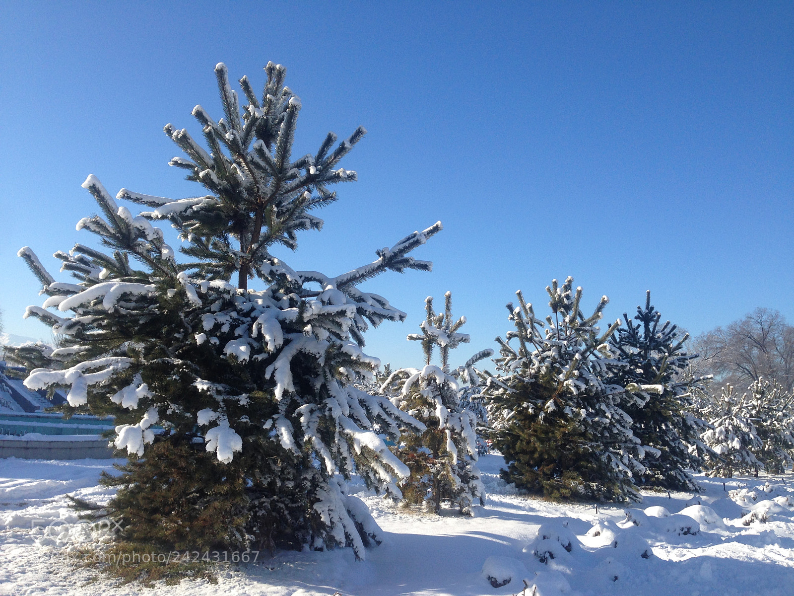 Apple iPhone 5 sample photo. Do you like christmas photography