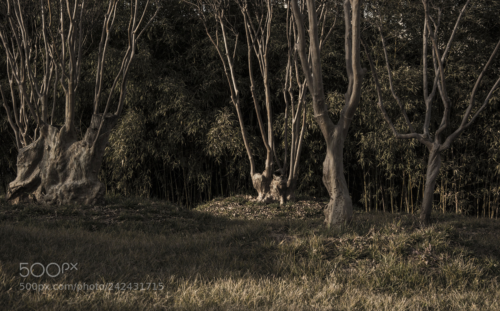 Nikon D7100 sample photo. Untitled photography