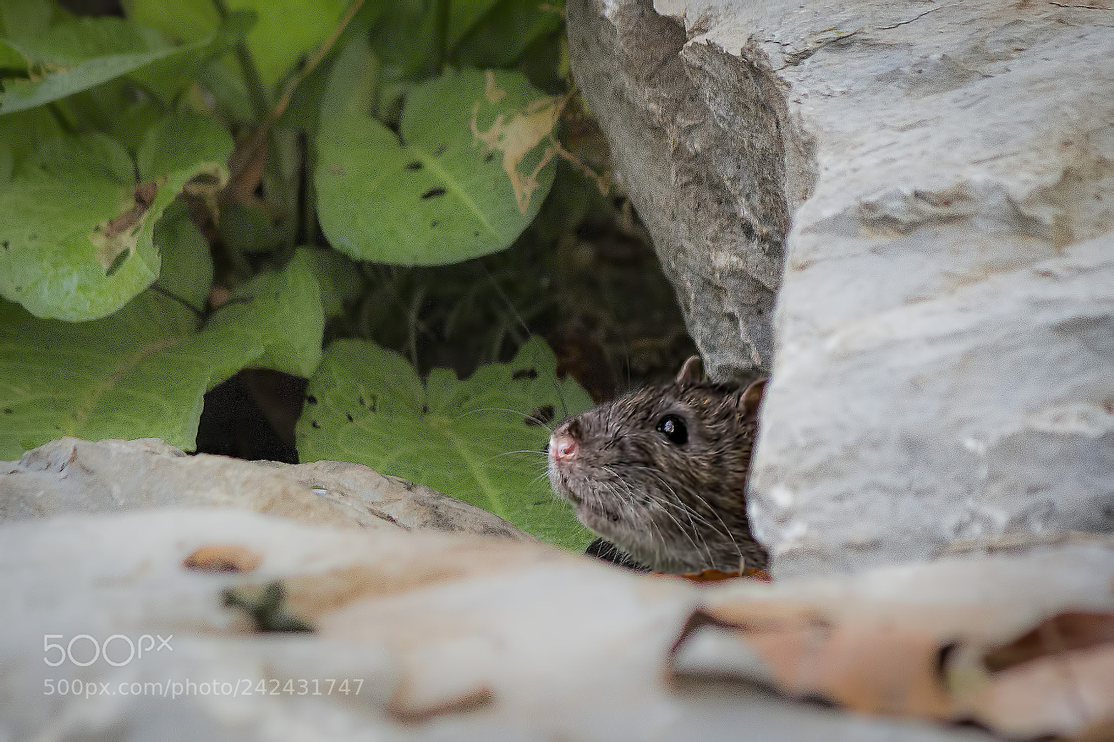Canon EOS 700D (EOS Rebel T5i / EOS Kiss X7i) sample photo. Playing hide and seek photography