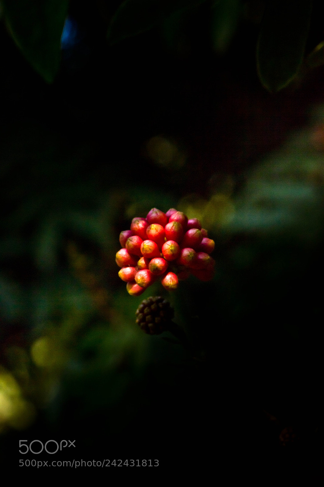 Canon EOS 550D (EOS Rebel T2i / EOS Kiss X4) sample photo. Flower photography