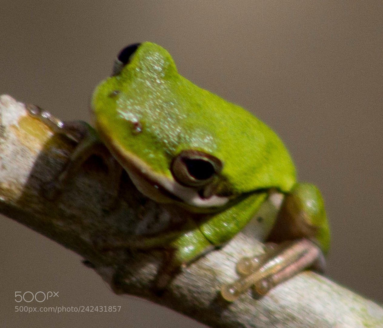 Canon EOS 60D sample photo. Tree frog photography