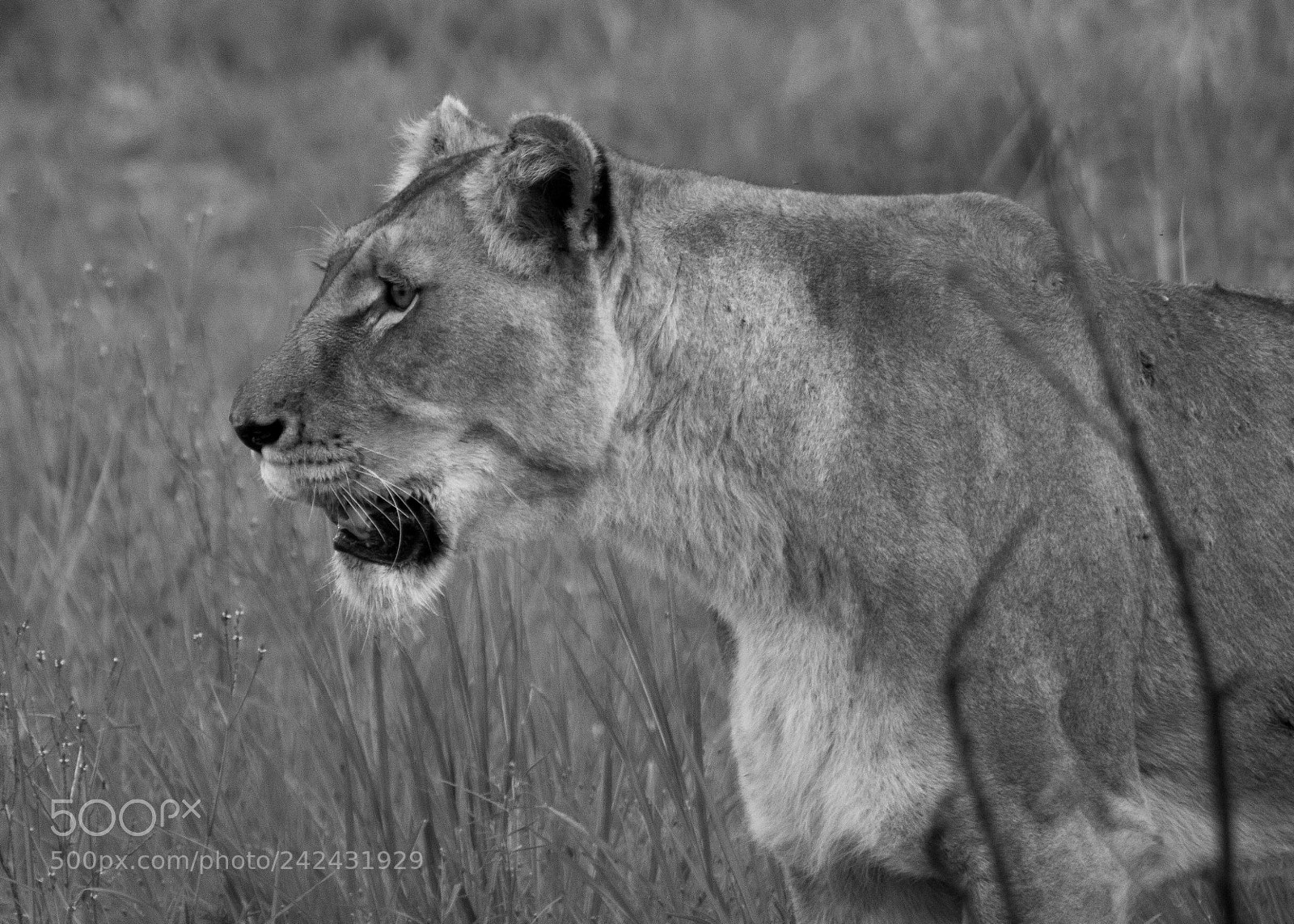 Canon EOS 200D (EOS Rebel SL2 / EOS Kiss X9) sample photo. Panthera leo photography