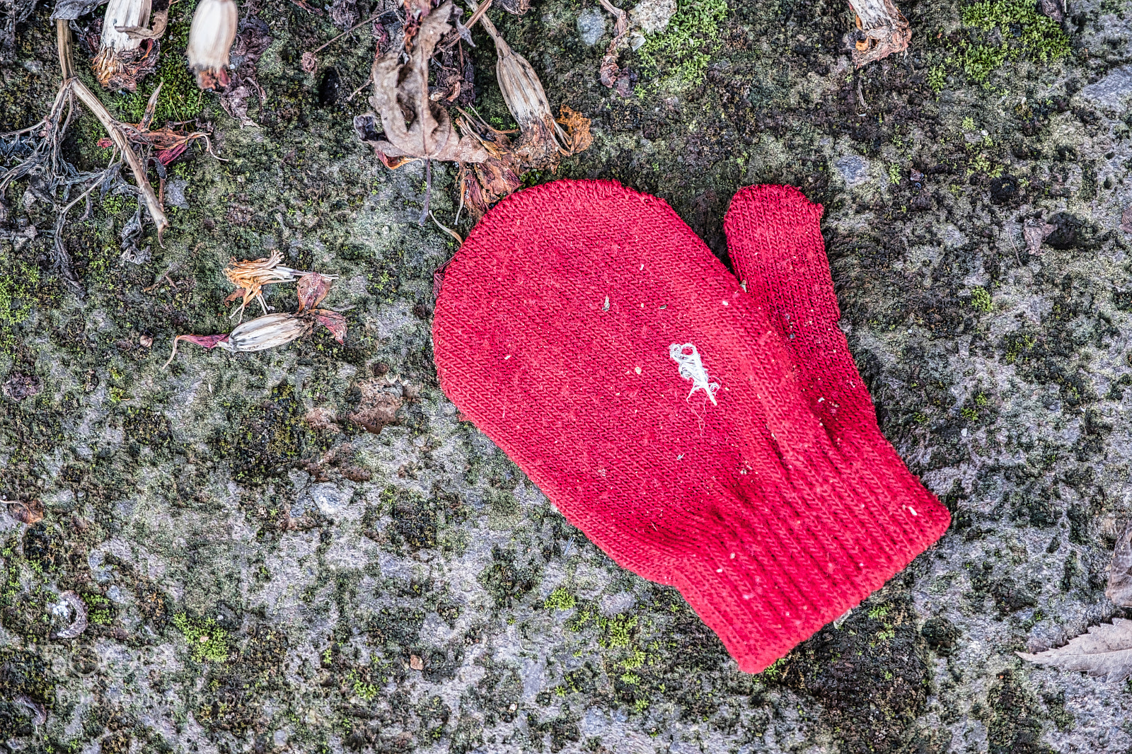 Fujifilm X-T2 sample photo. Lost item photography
