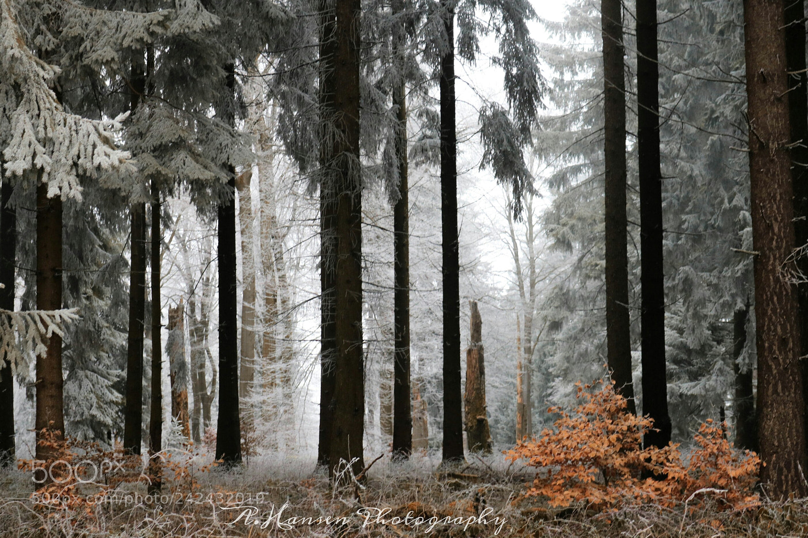 Canon EOS 750D (EOS Rebel T6i / EOS Kiss X8i) sample photo. Rime photography