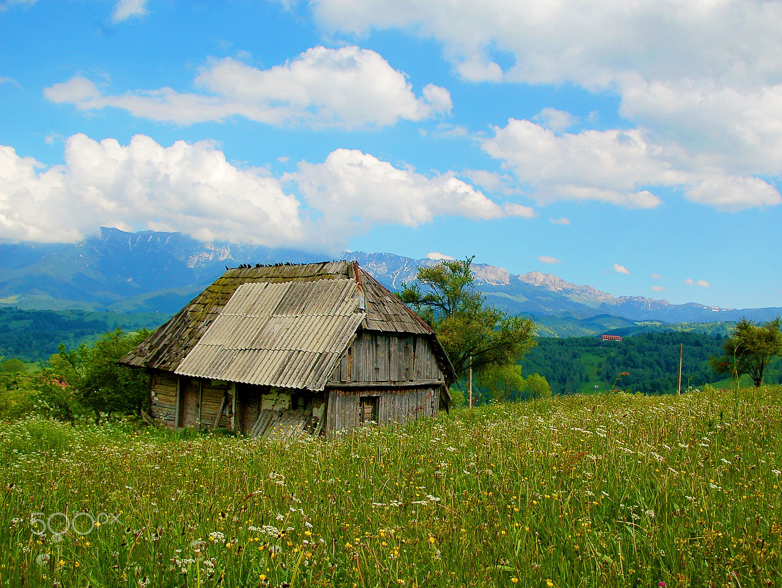 Nikon D50 sample photo. Flowers of mountain photography