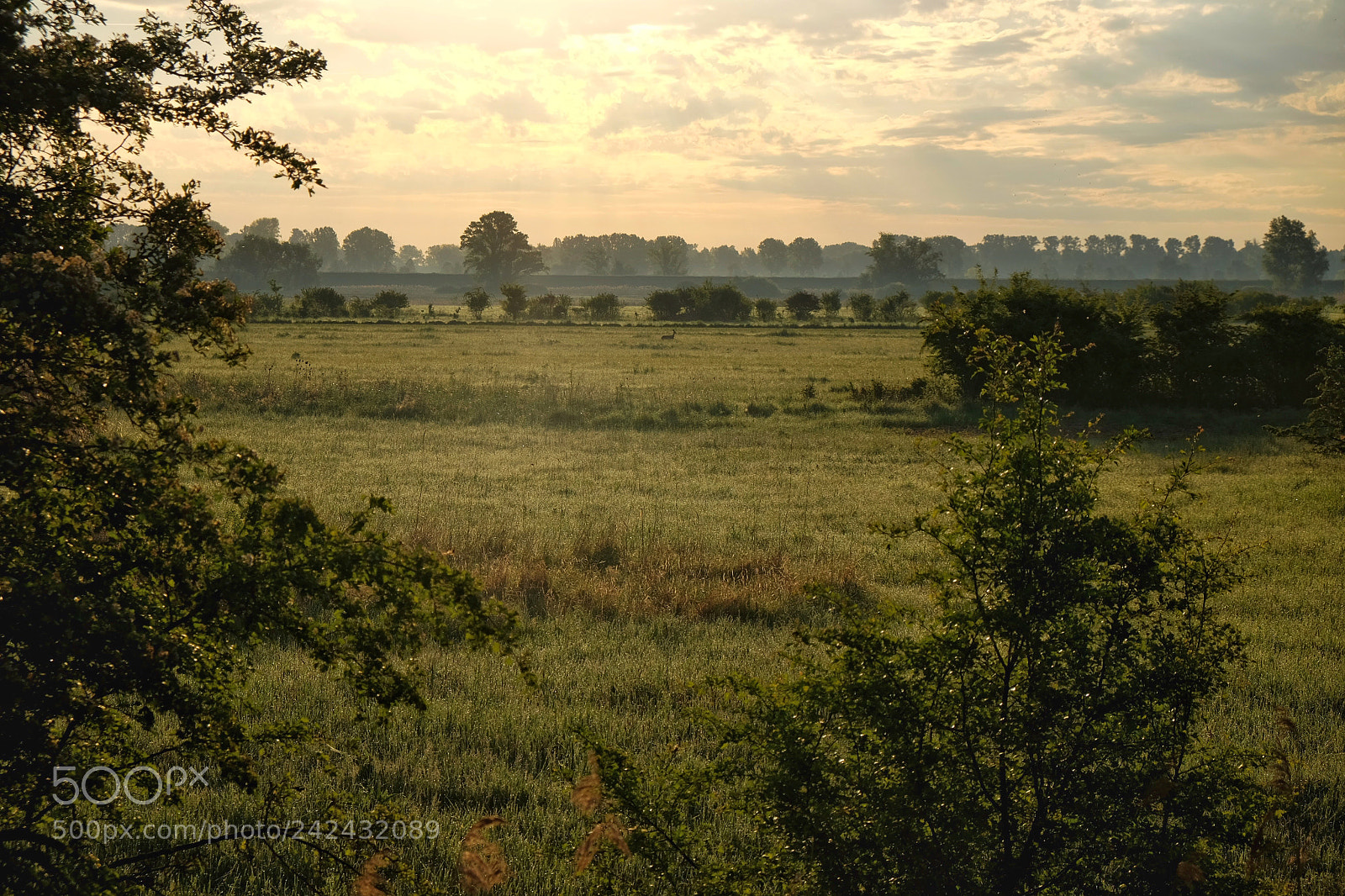Fujifilm X-T1 sample photo. 'morning in the reed' photography