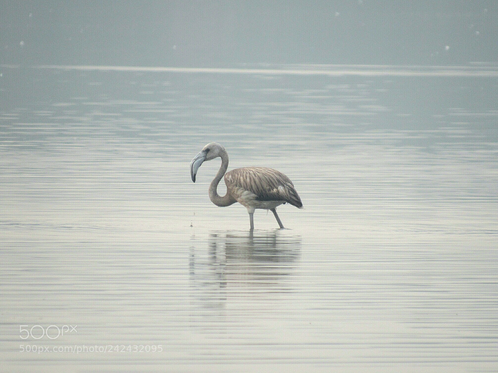Canon PowerShot SX520 HS sample photo. Flamingo photography