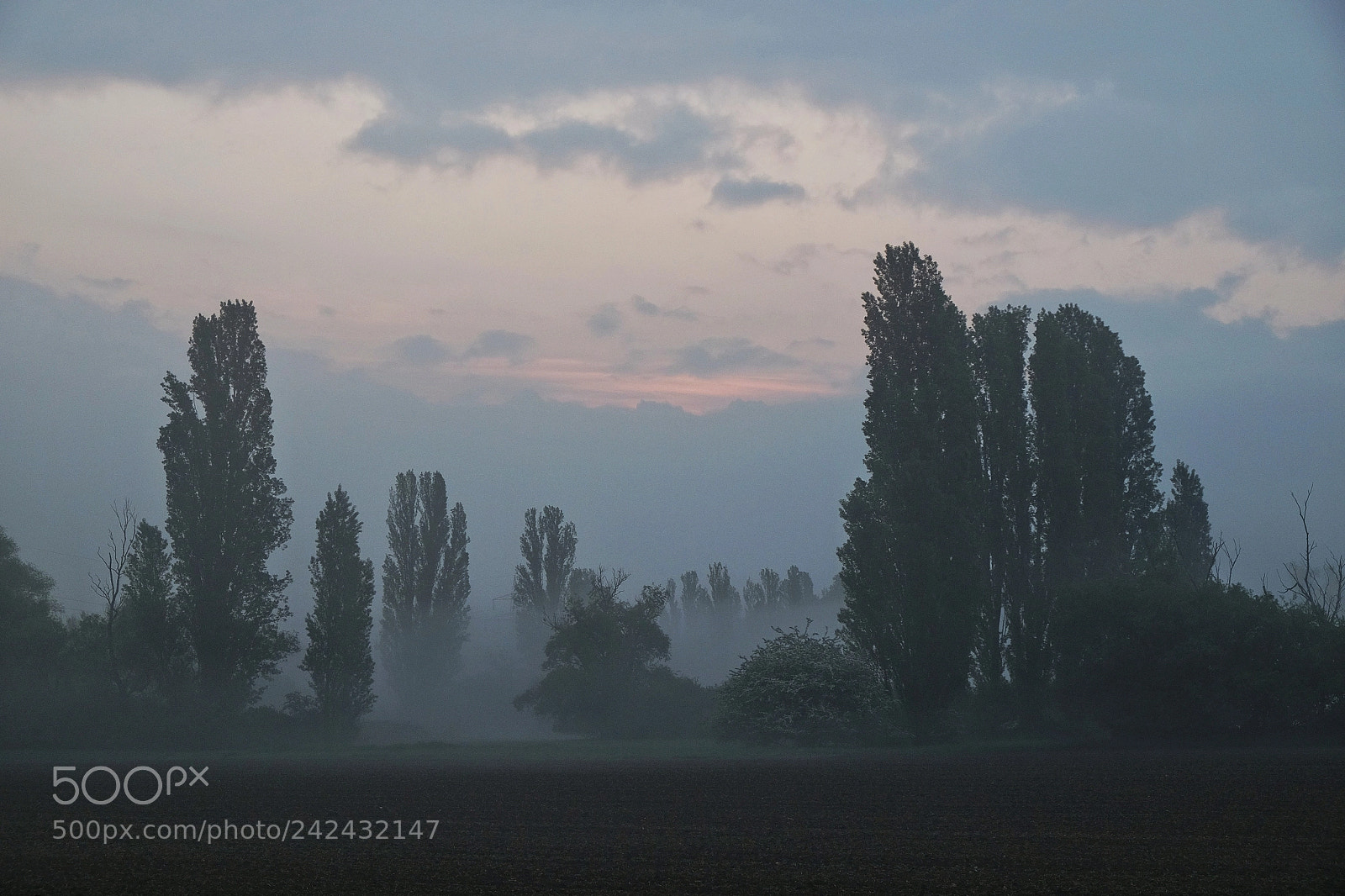 Fujifilm X-T1 sample photo. 'morning in the reed photography