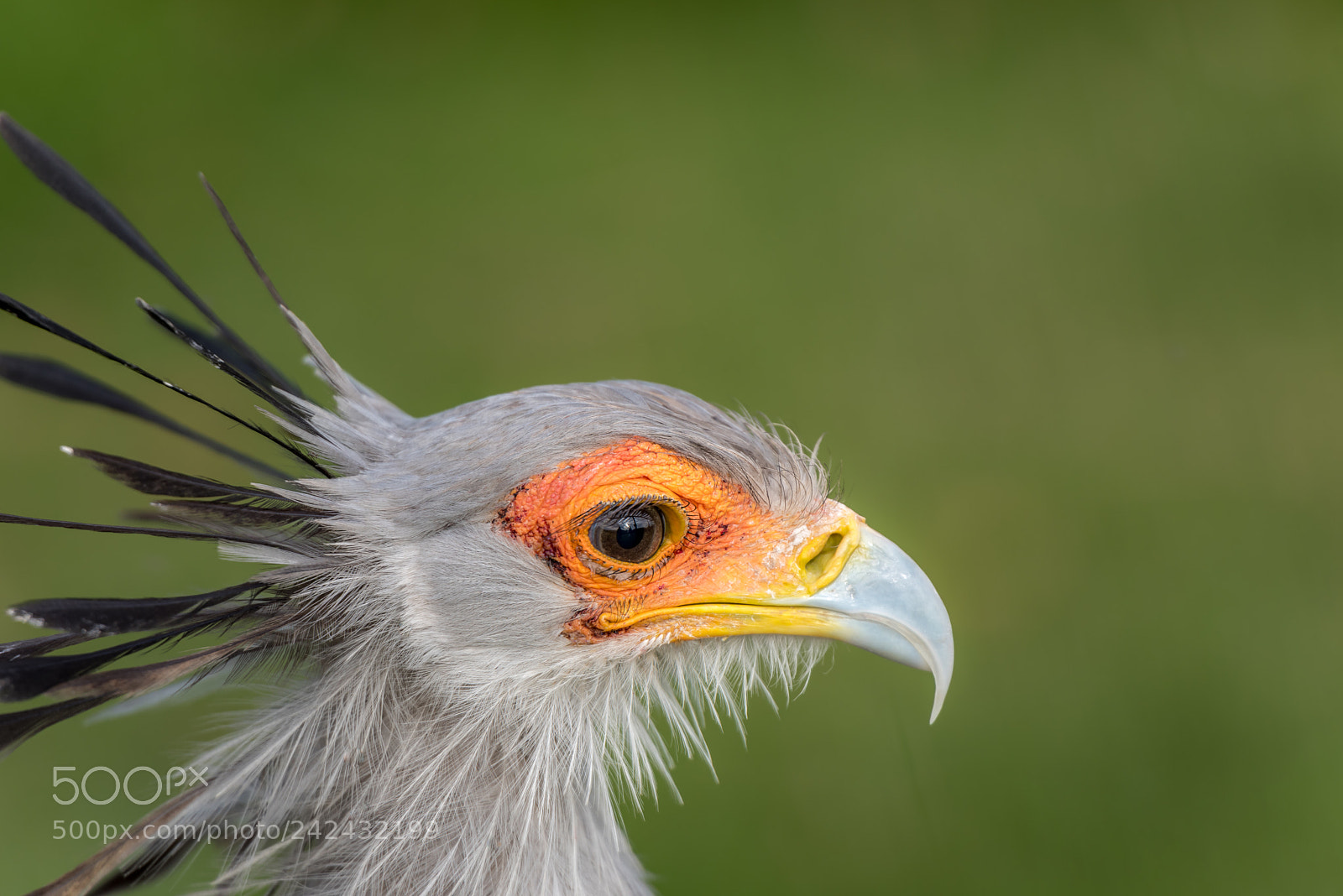 Nikon D810 sample photo. Secretary bird photography